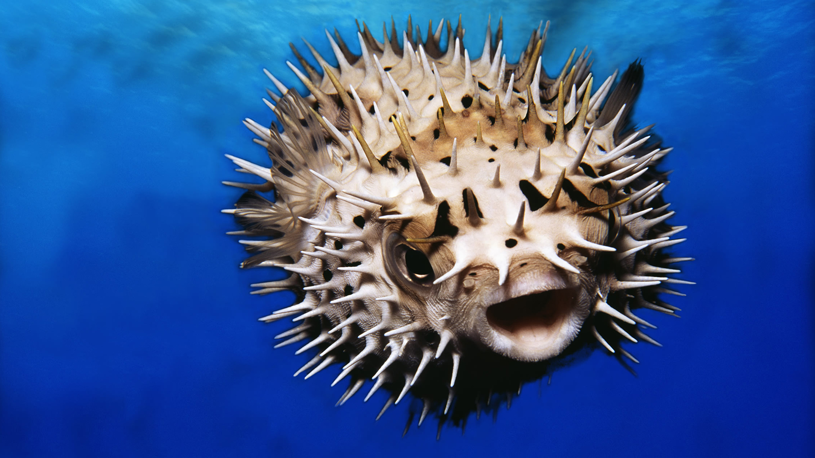 Puffer Fish Wallpapers