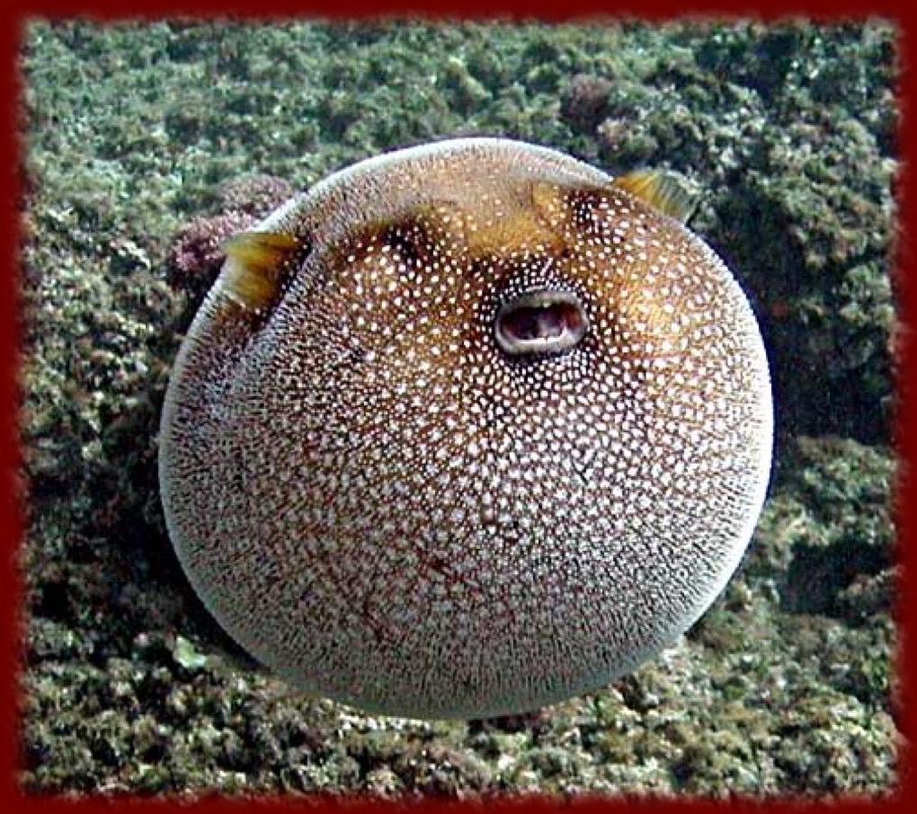 Puffer Fish Wallpapers