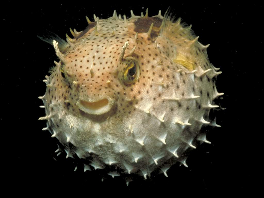 Puffer Fish Wallpapers