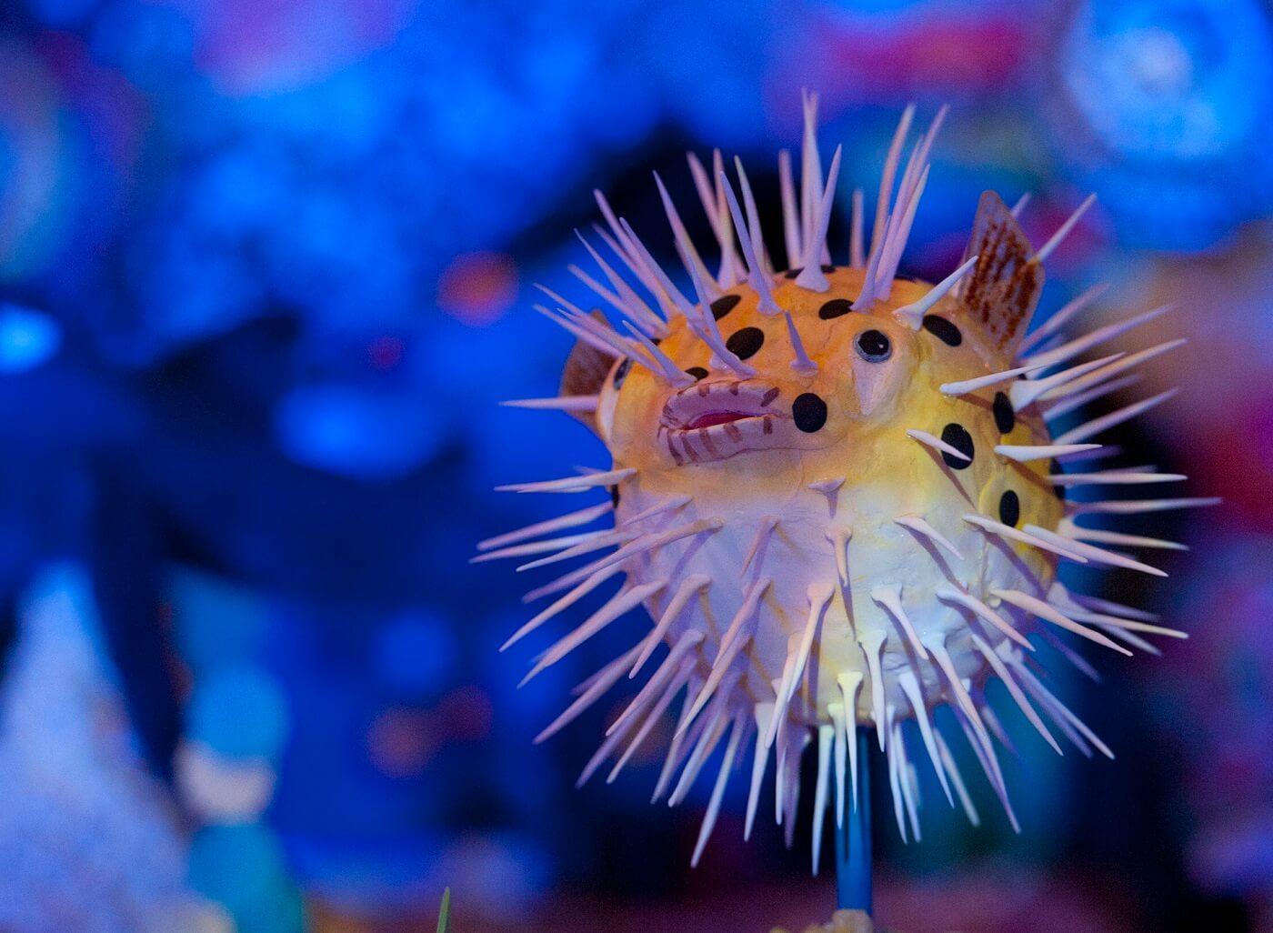 Puffer Fish Wallpapers