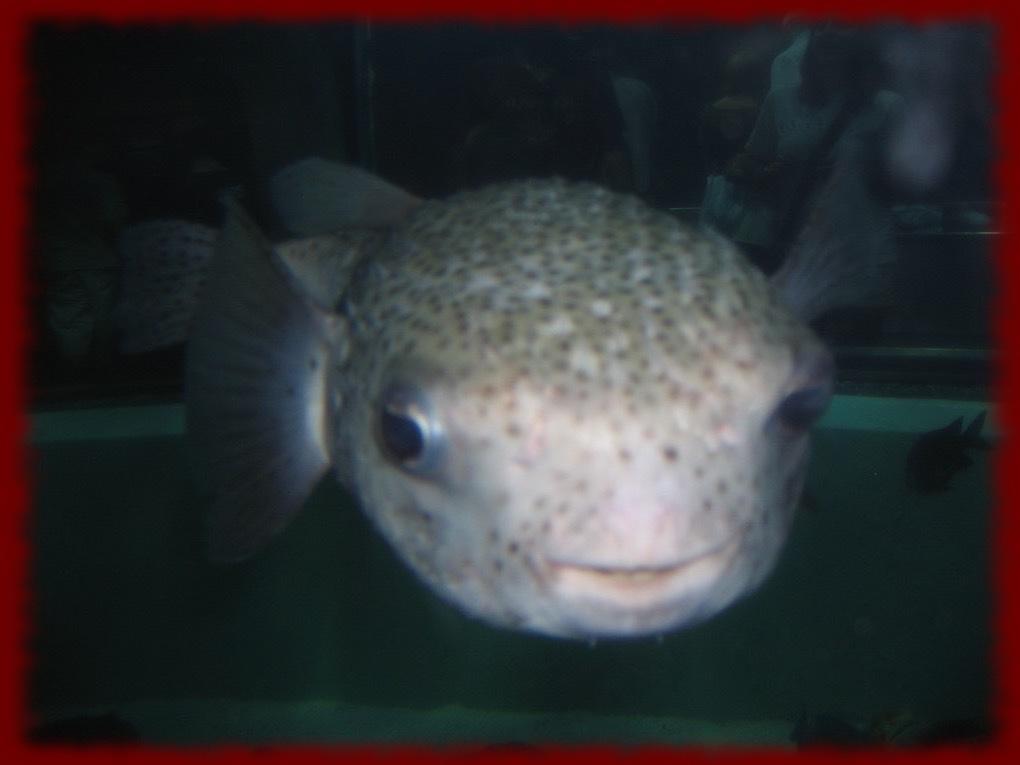 Puffer Fish Wallpapers