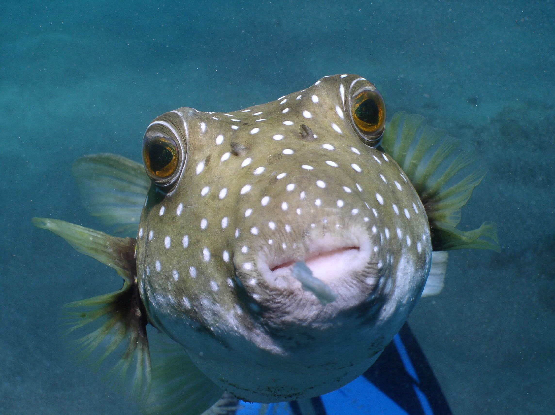 Puffer Fish Wallpapers