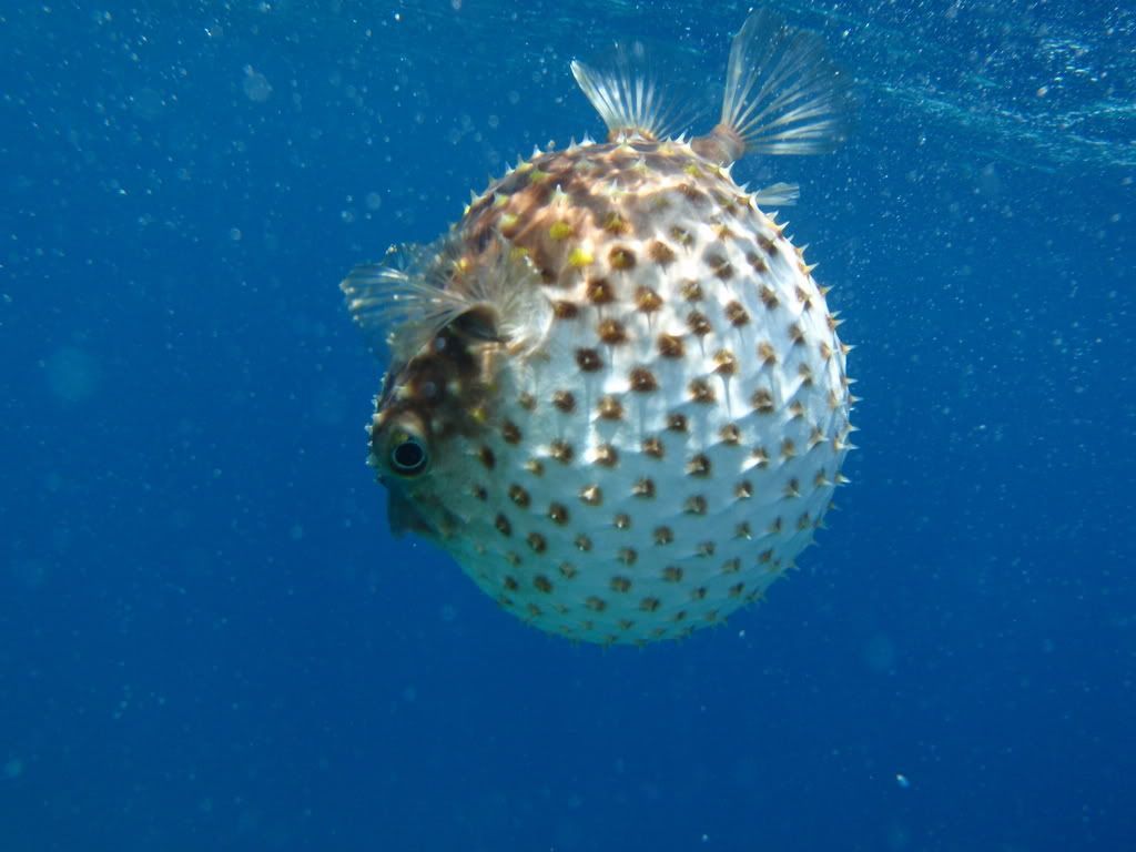 Puffer Fish Wallpapers