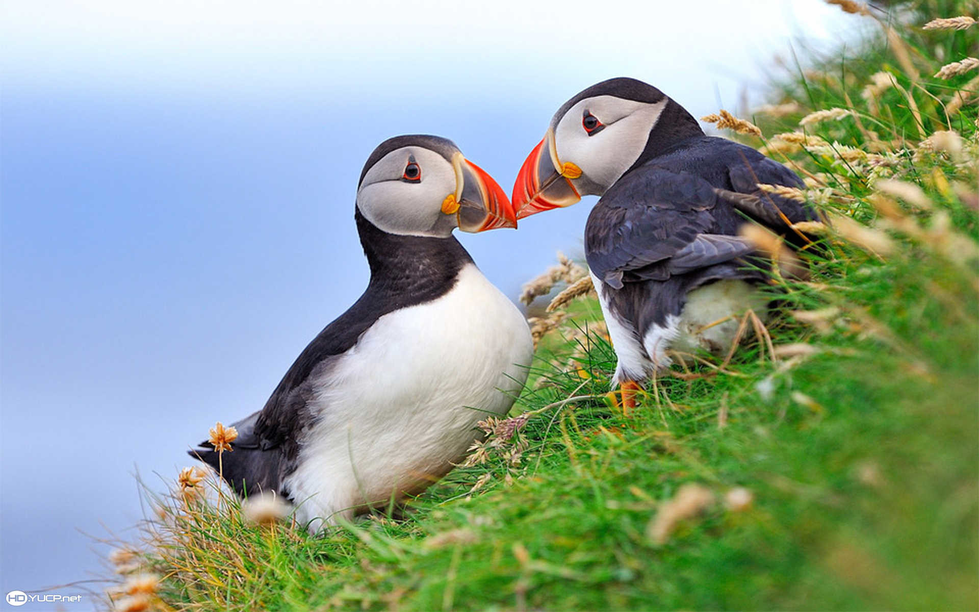 Puffin Wallpapers