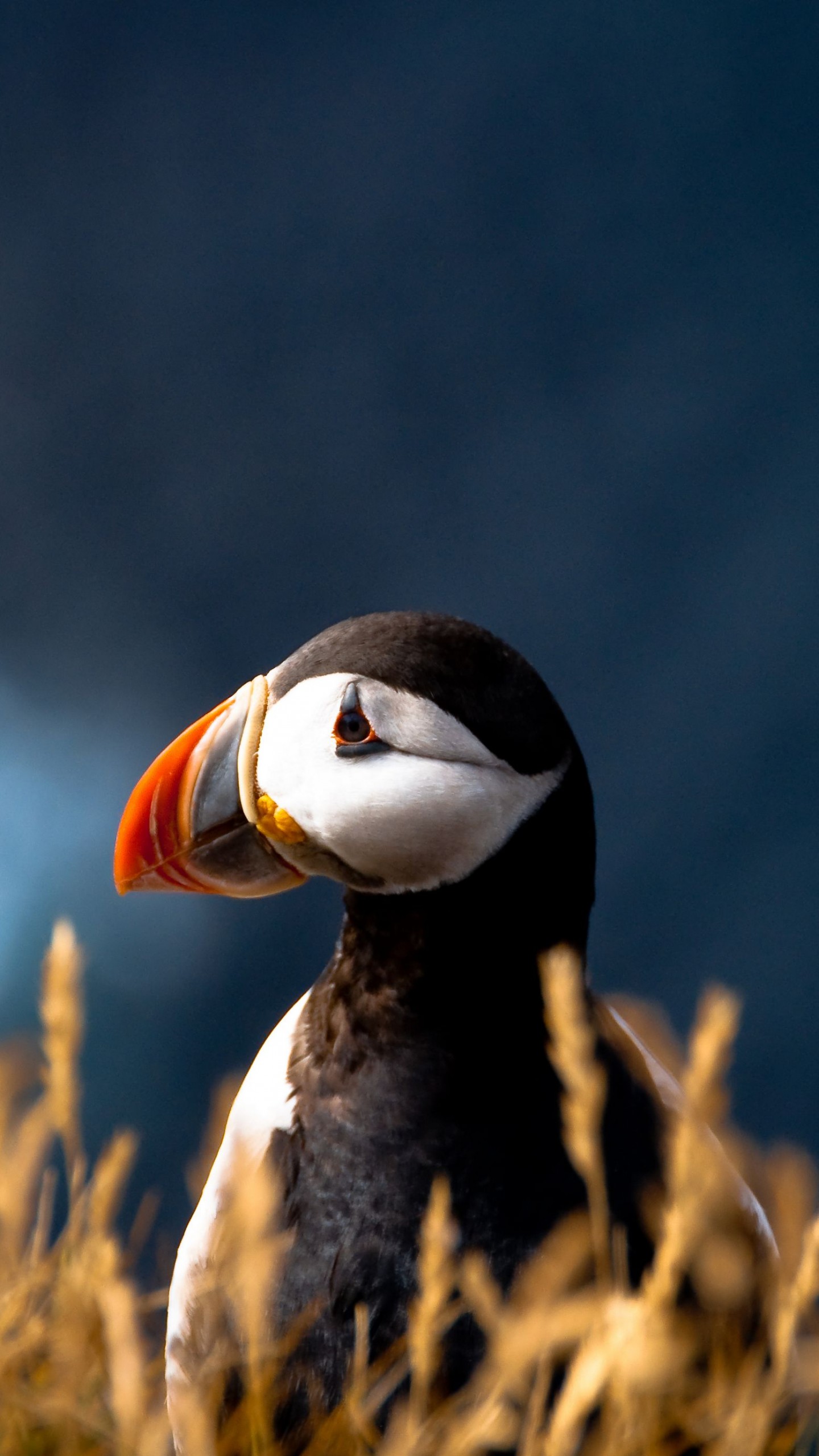 Puffin Wallpapers