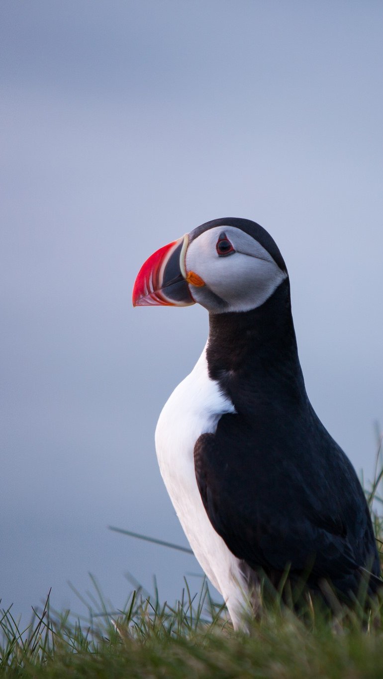 Puffin Wallpapers