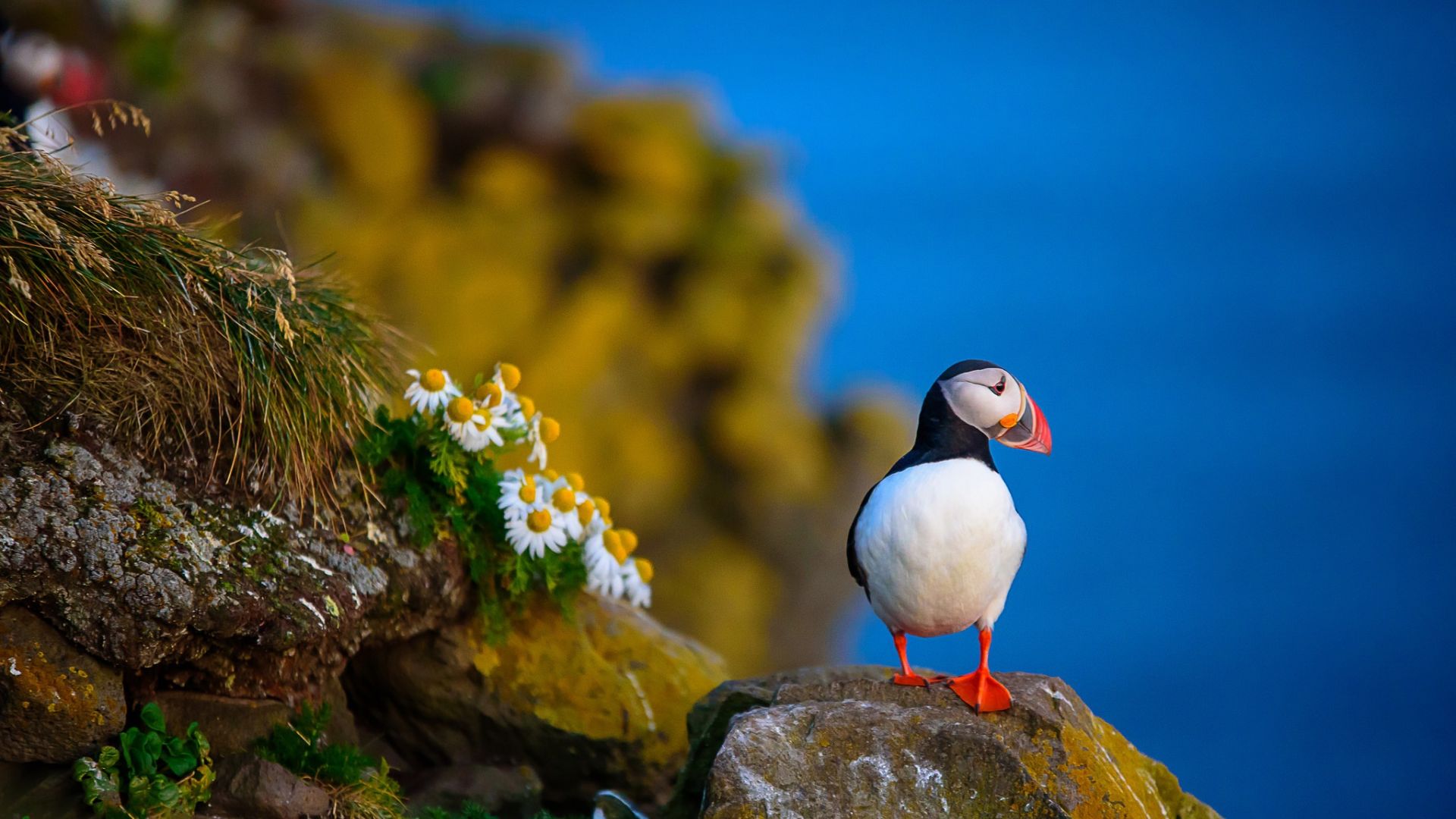 Puffin Wallpapers