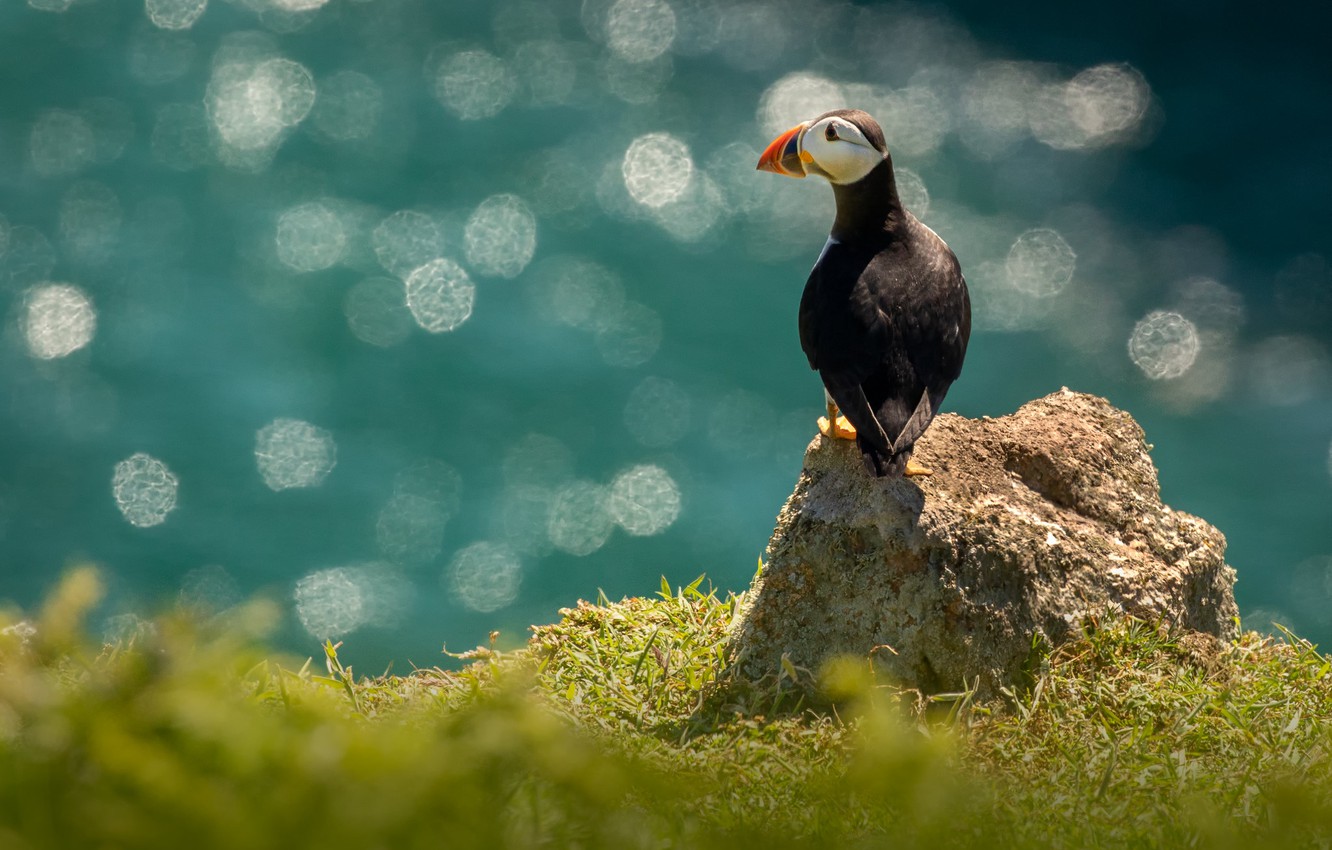 Puffin Wallpapers