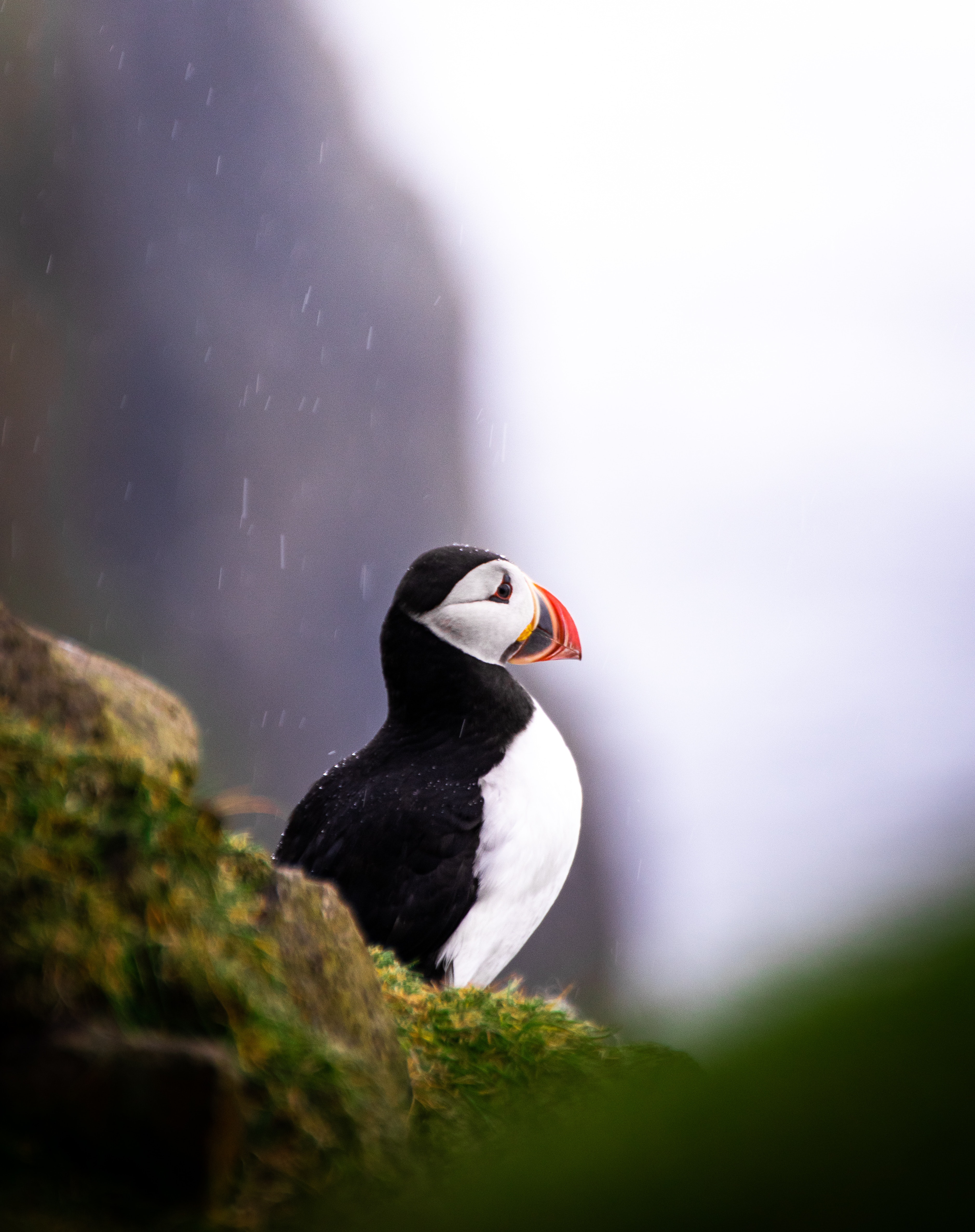 Puffin Wallpapers