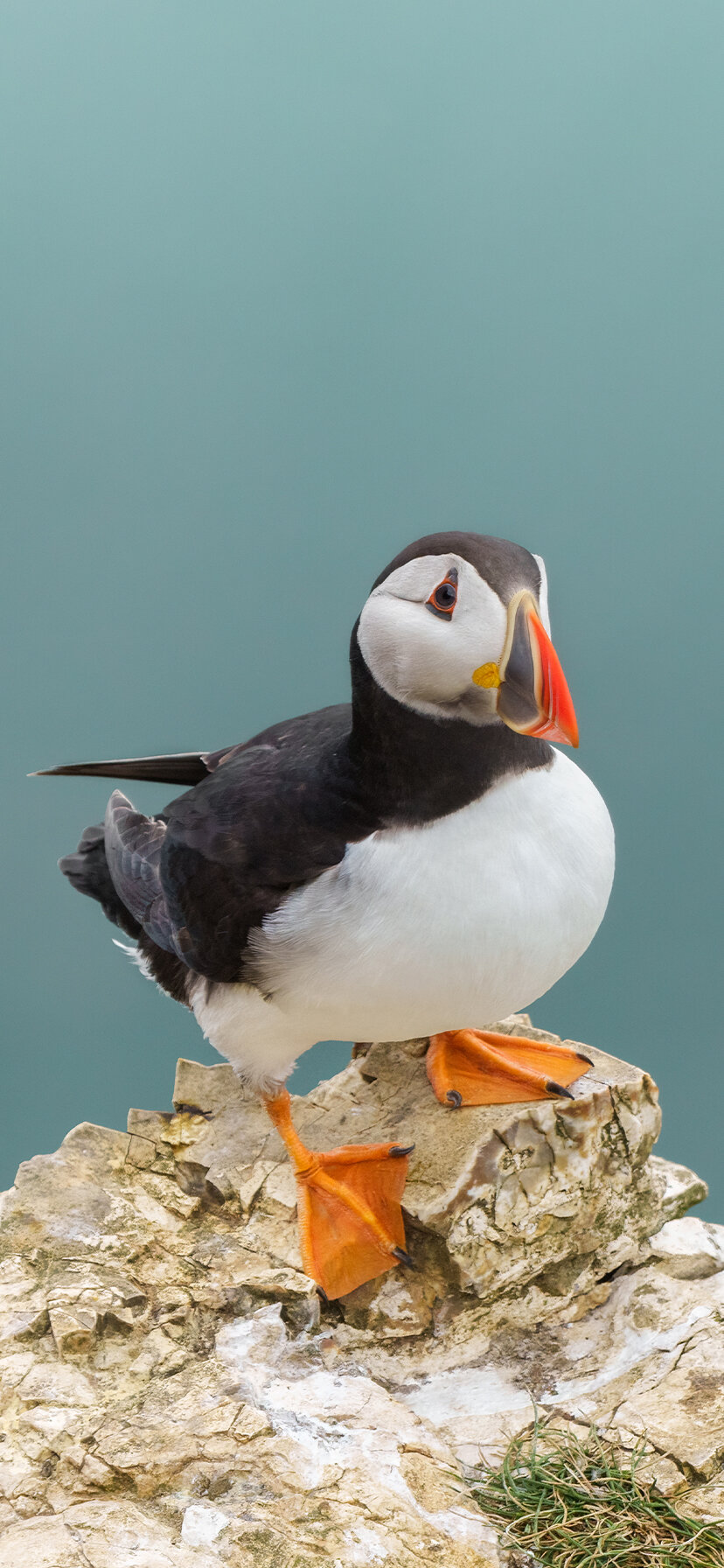 Puffin Wallpapers