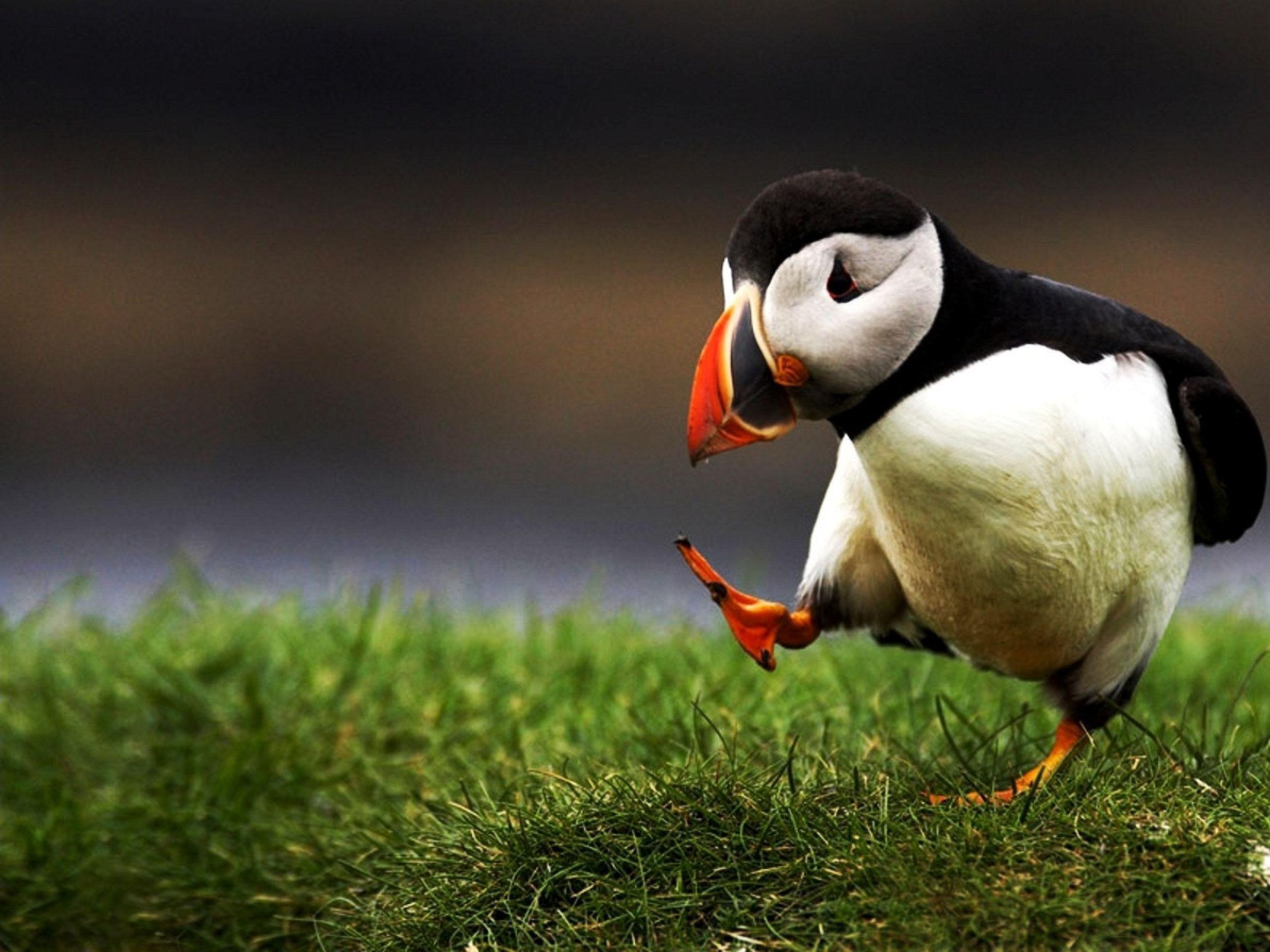 Puffin Wallpapers
