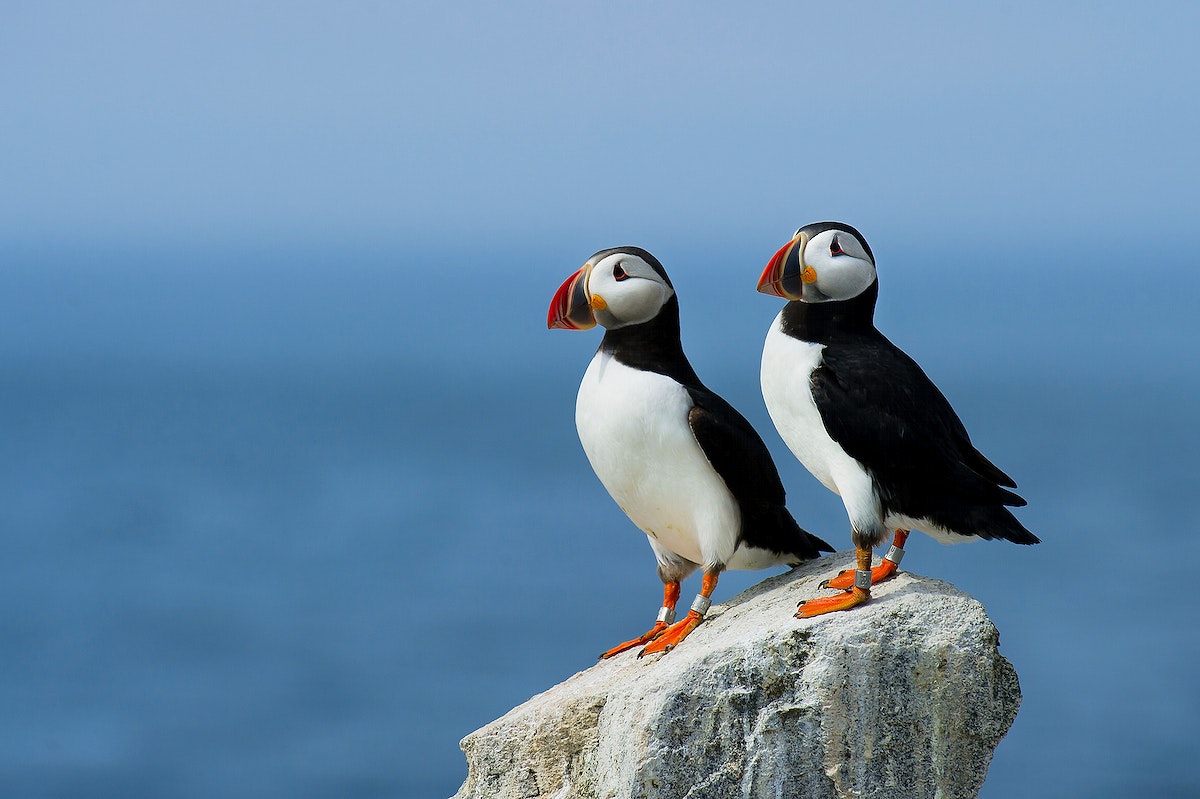 Puffin Wallpapers