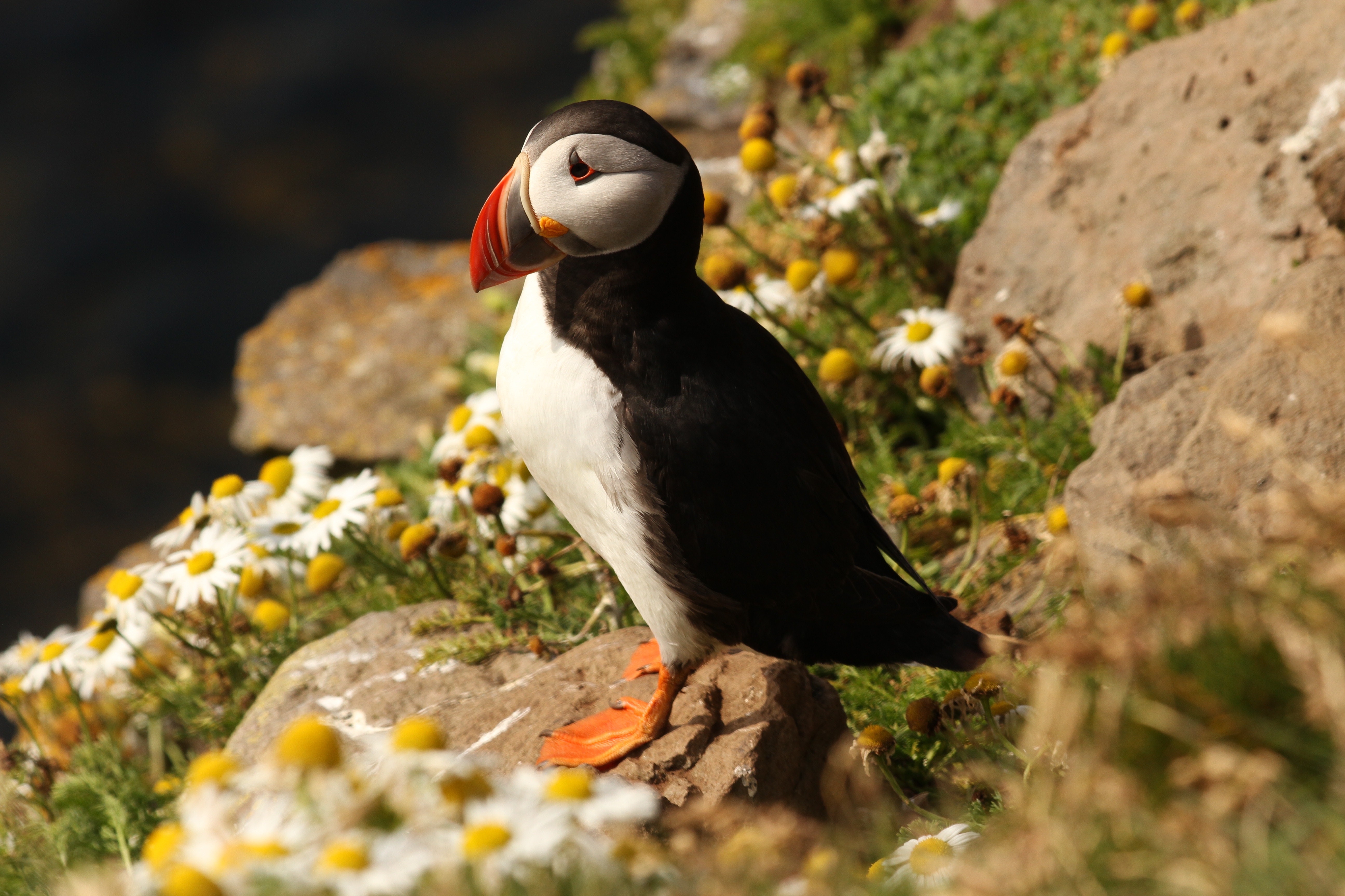 Puffin Wallpapers