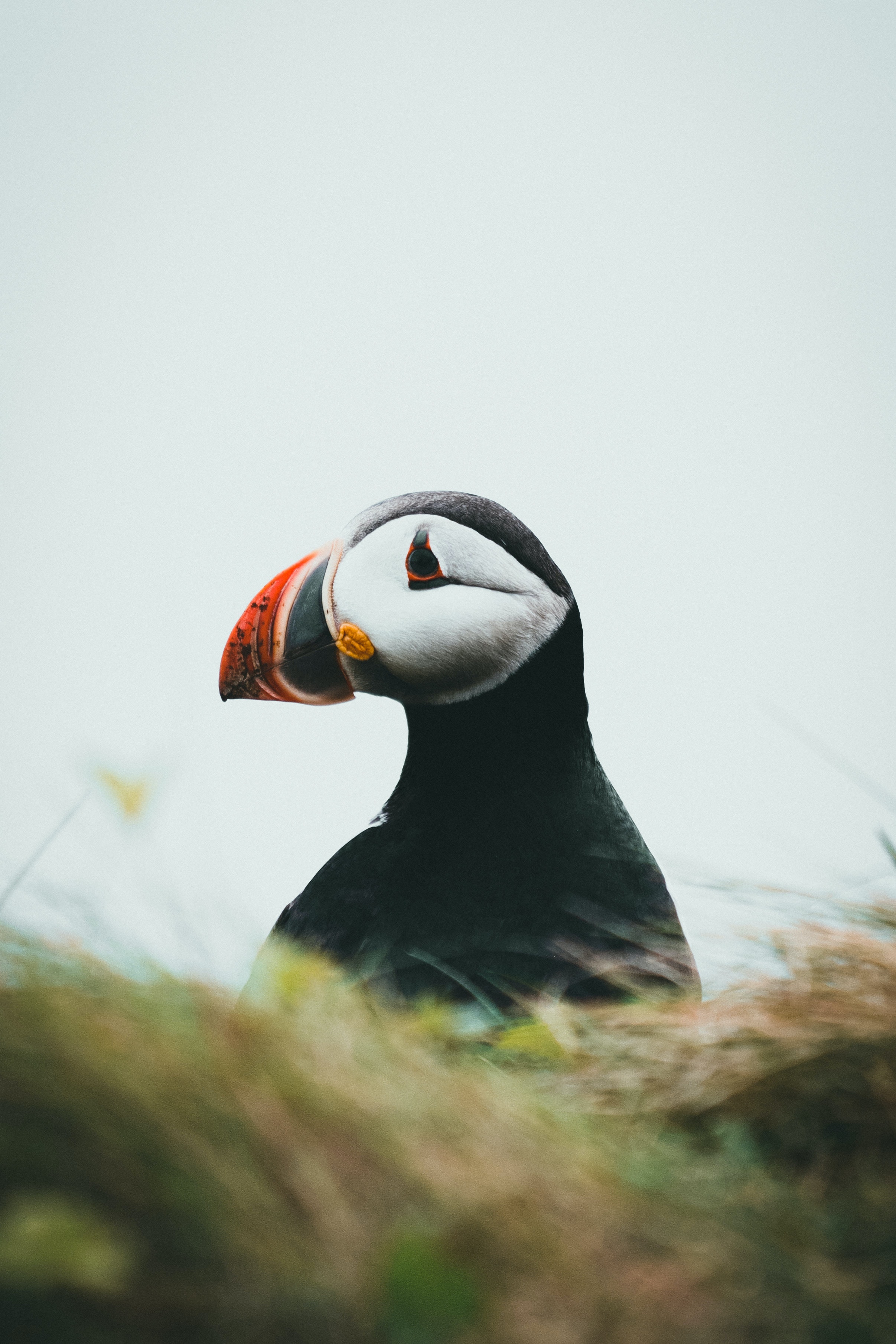 Puffin Wallpapers