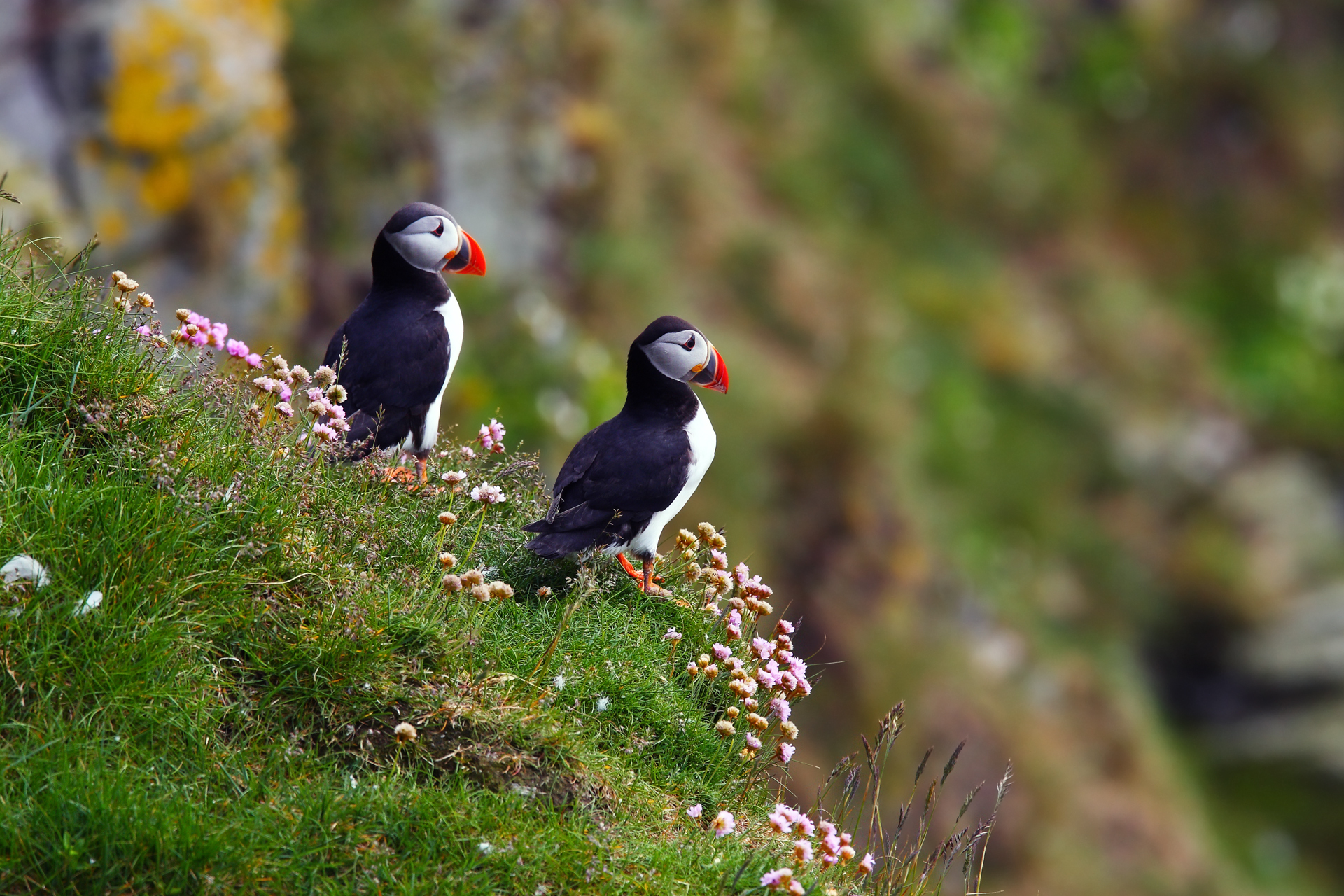 Puffin Wallpapers