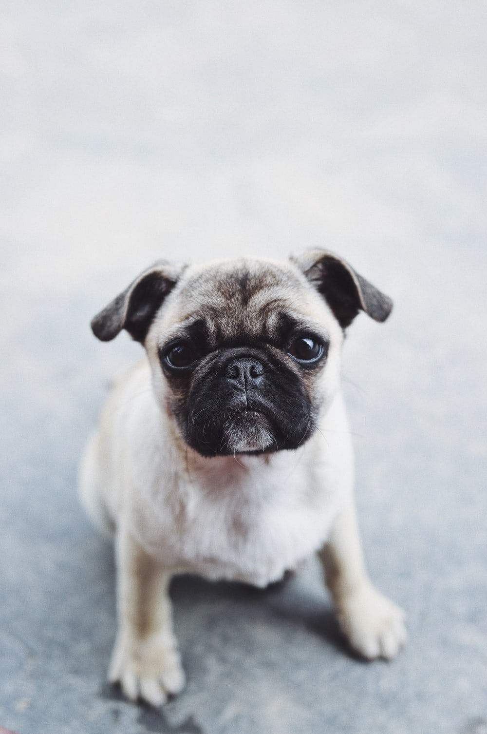 Pug Iphone Wallpapers