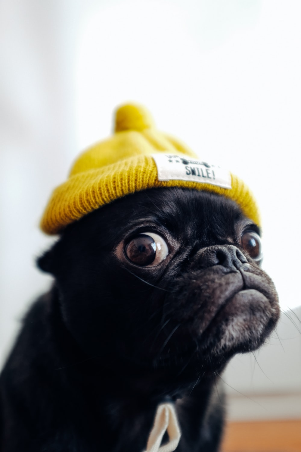 Pug Iphone Wallpapers