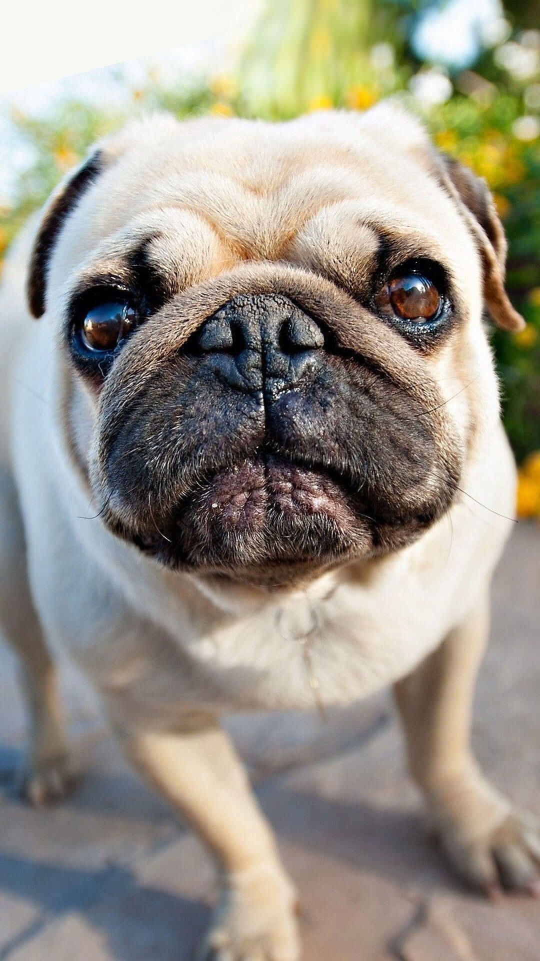 Pug Iphone Wallpapers