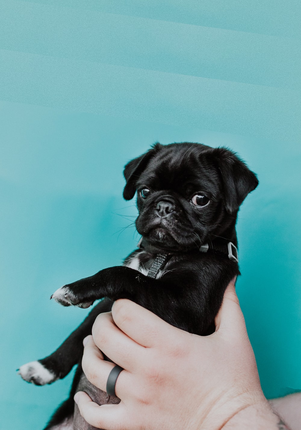 Pug Iphone Wallpapers