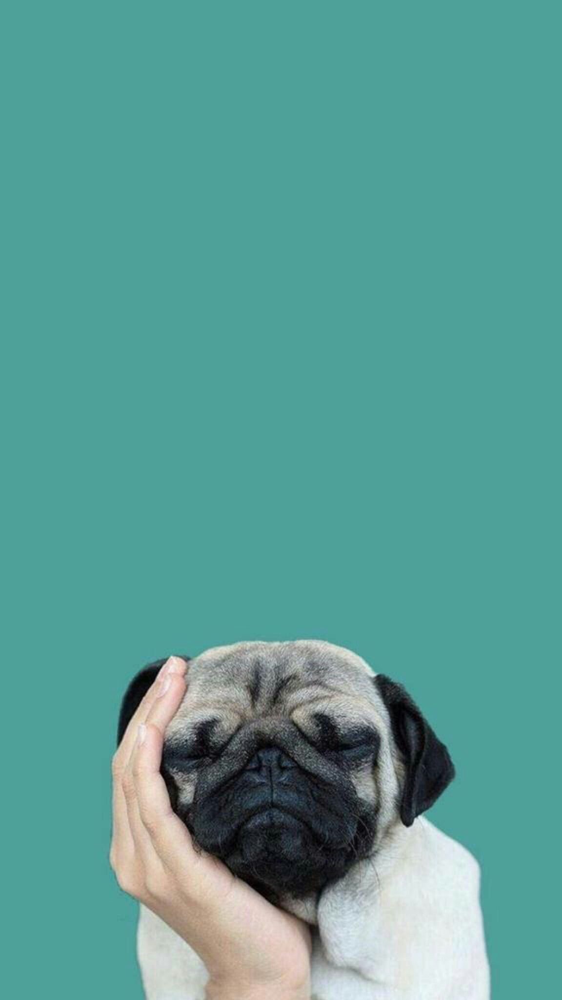 Pug Iphone Wallpapers