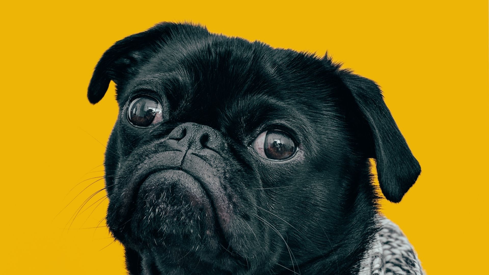 Pug Wallpapers