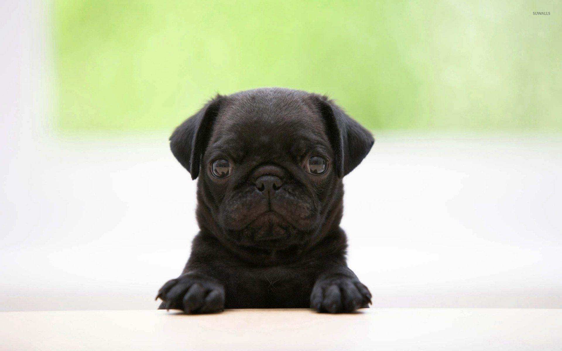 Pug Wallpapers