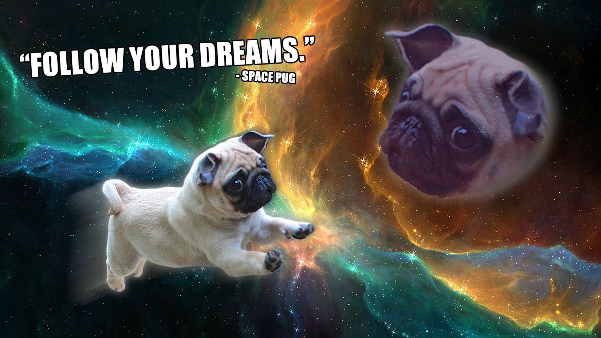 Pug Wallpapers