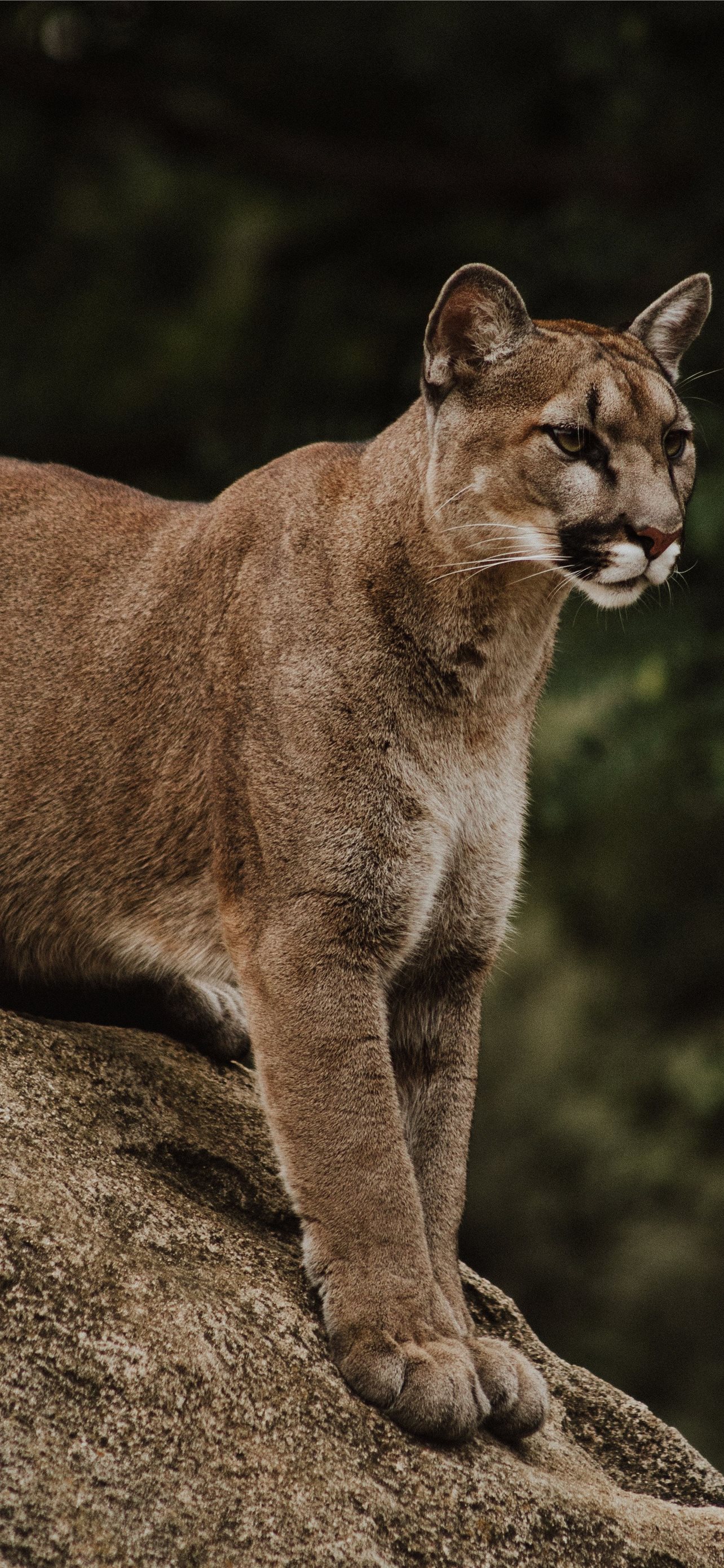 Puma Iphone Wallpapers