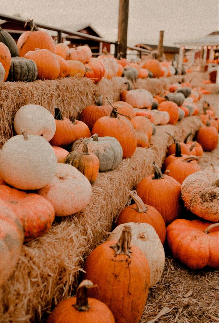 Pumpkin Background Tumblr