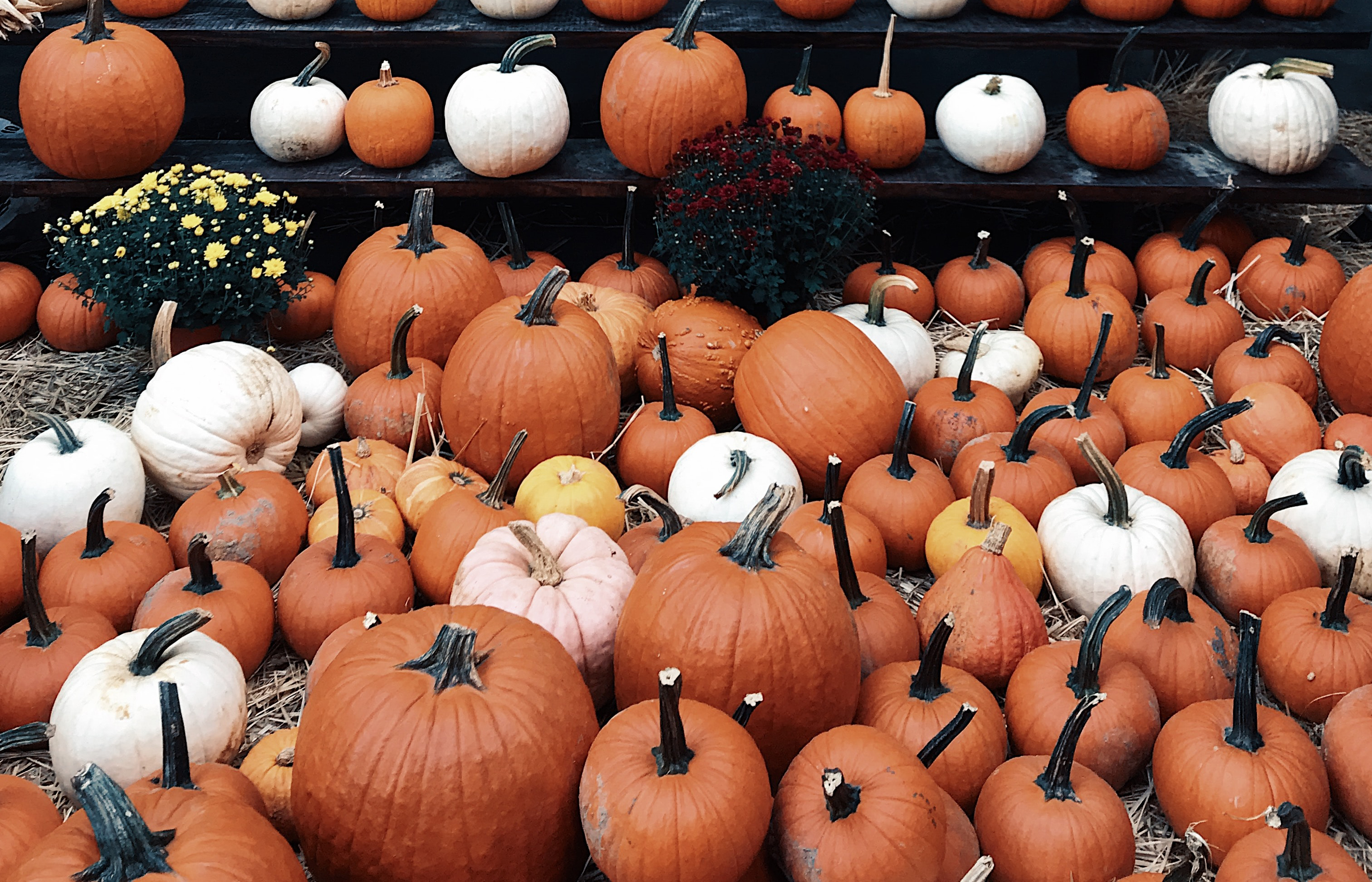 Pumpkin Background Tumblr