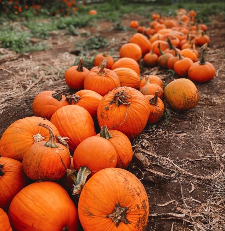 Pumpkin Background Tumblr