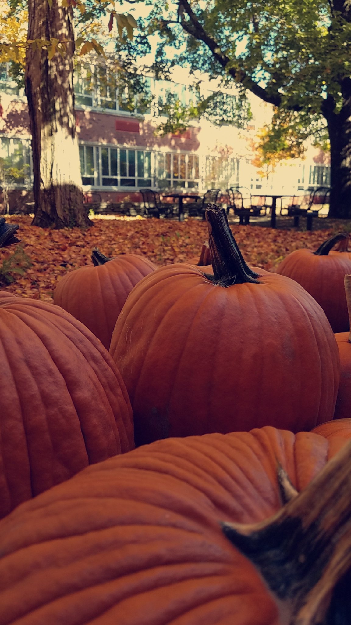 Pumpkin Background Tumblr