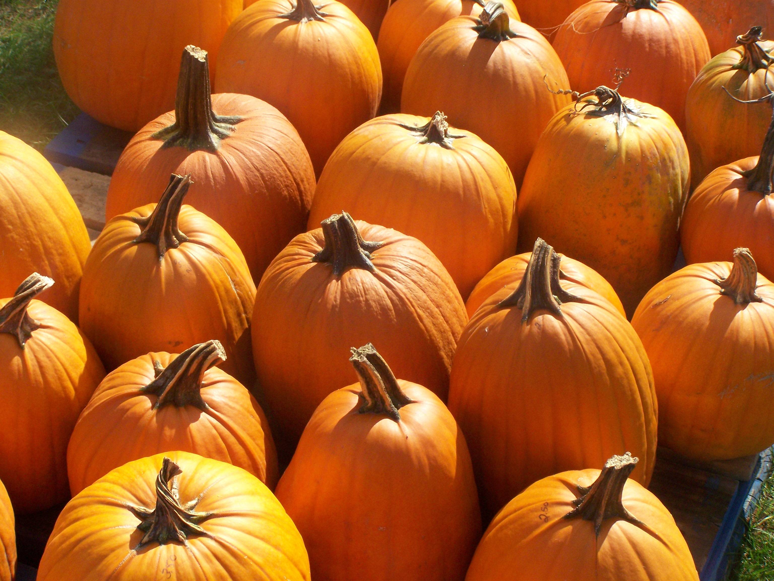 Pumpkin Desktop Background