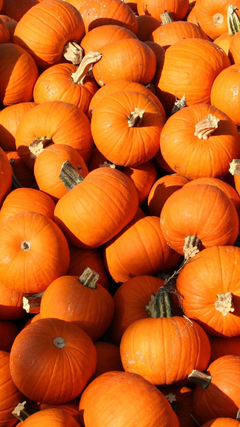 Pumpkin Desktop Background