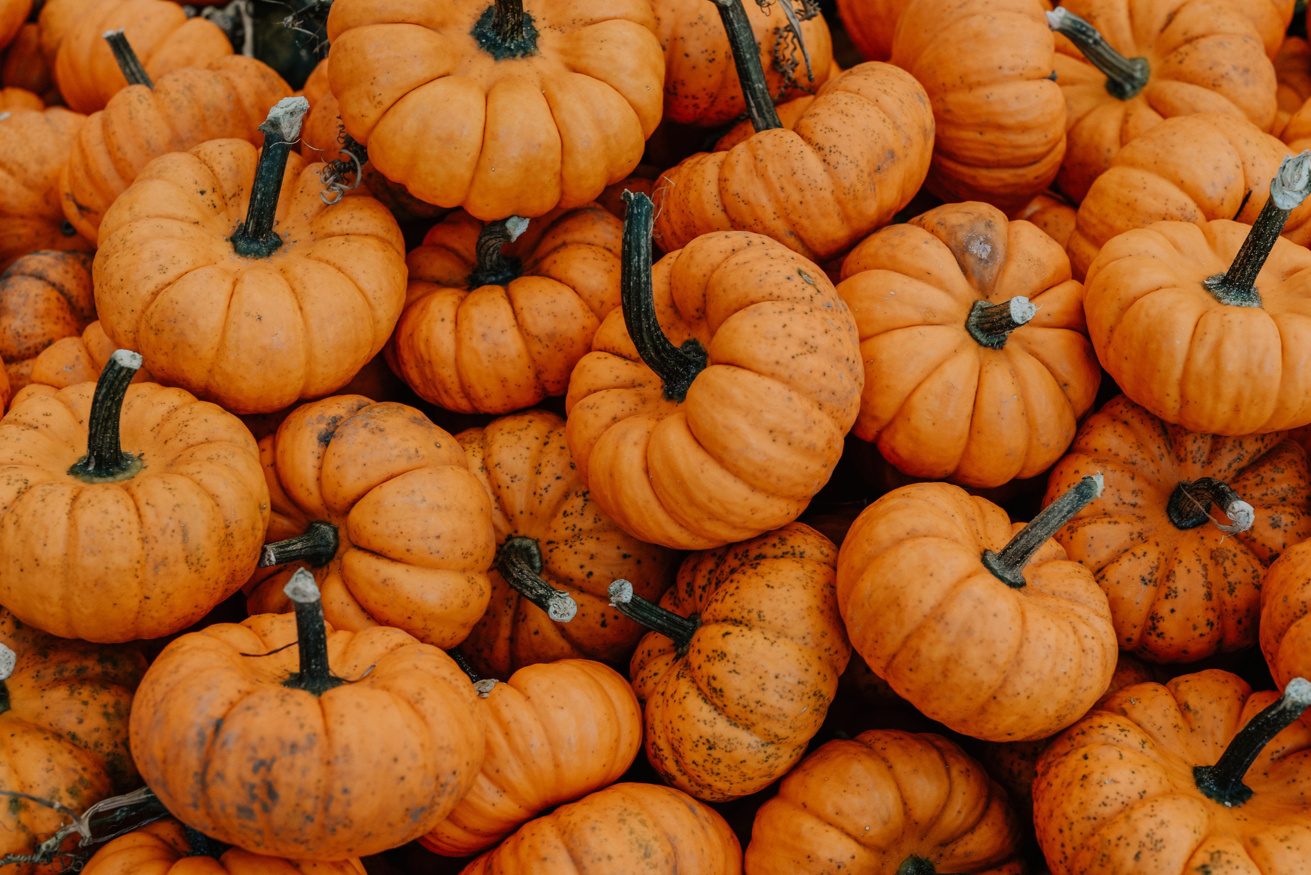 Pumpkin Desktop Background