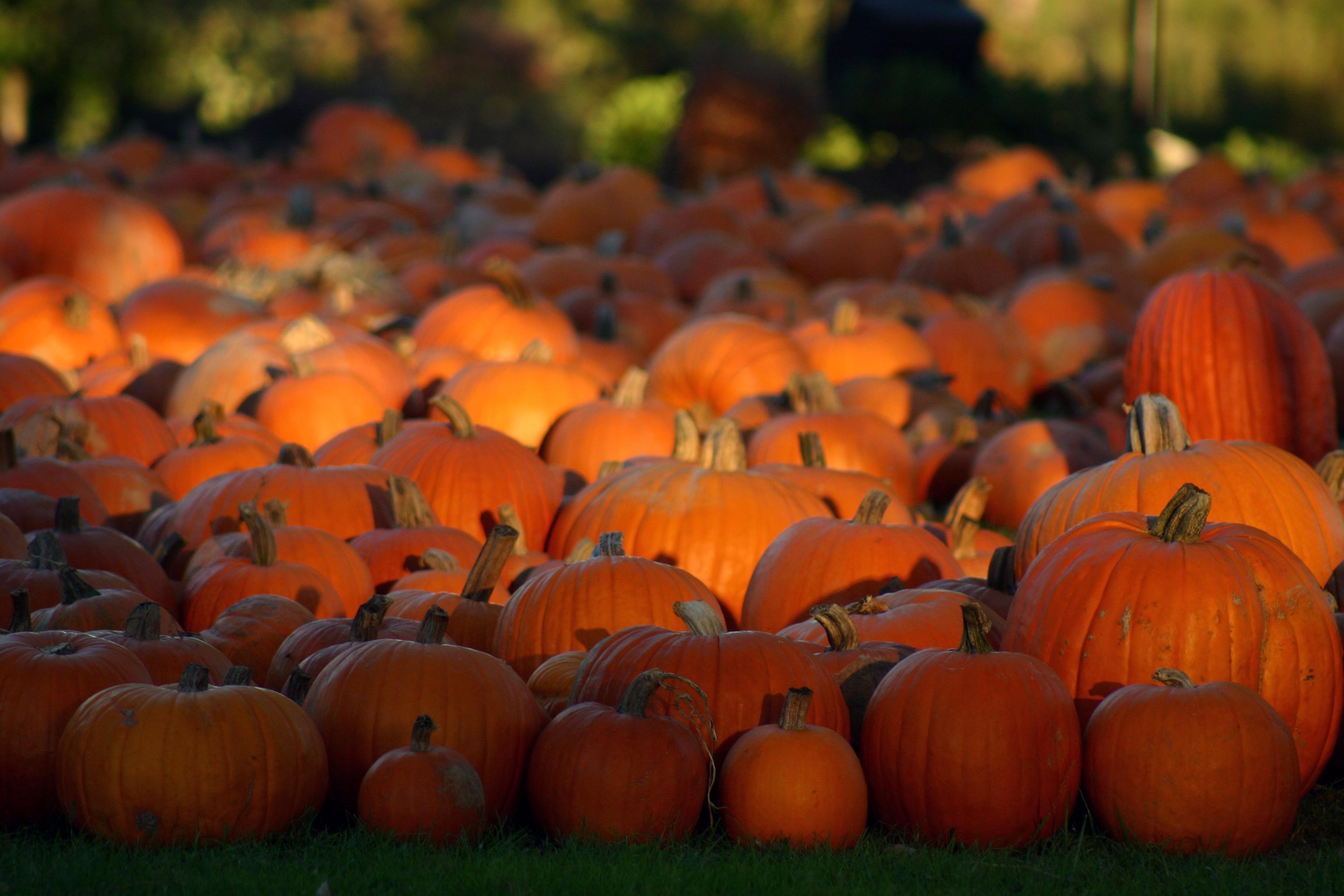 Pumpkin Desktop Background