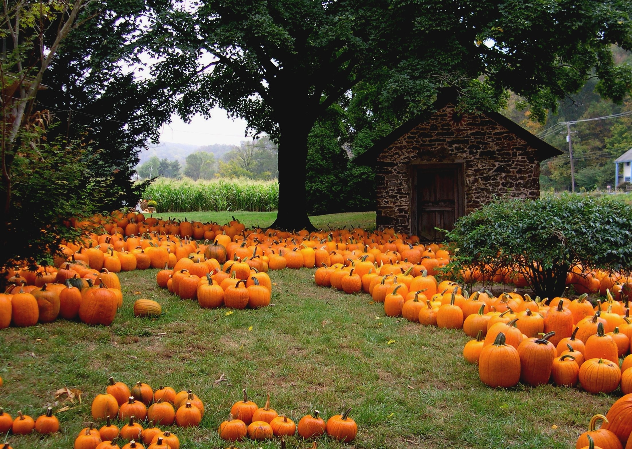 Pumpkin Desktop Background