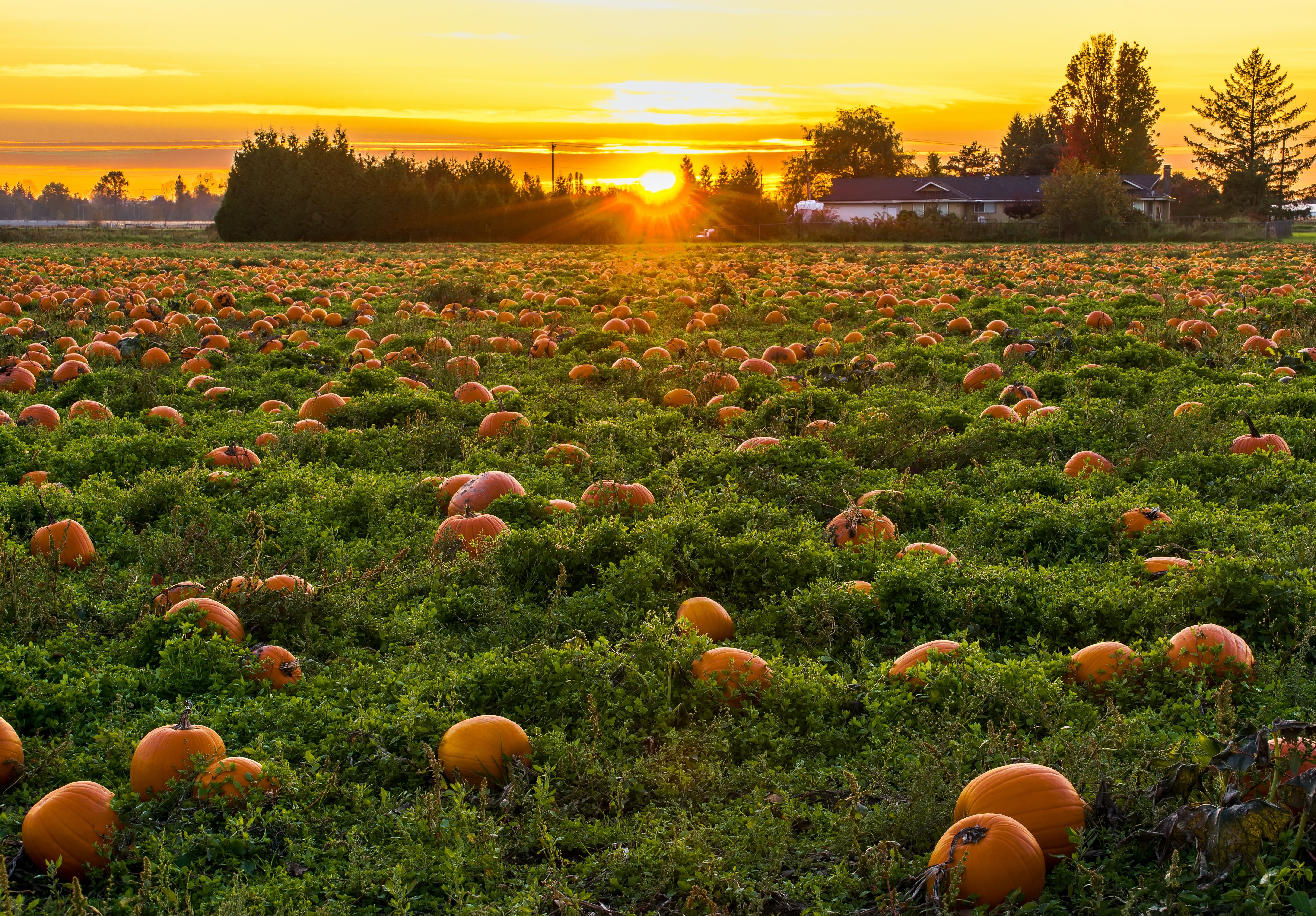 Pumpkin Patch Wallpapers