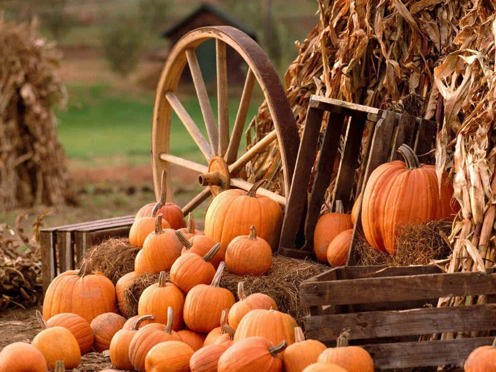 Pumpkin Patch Wallpapers