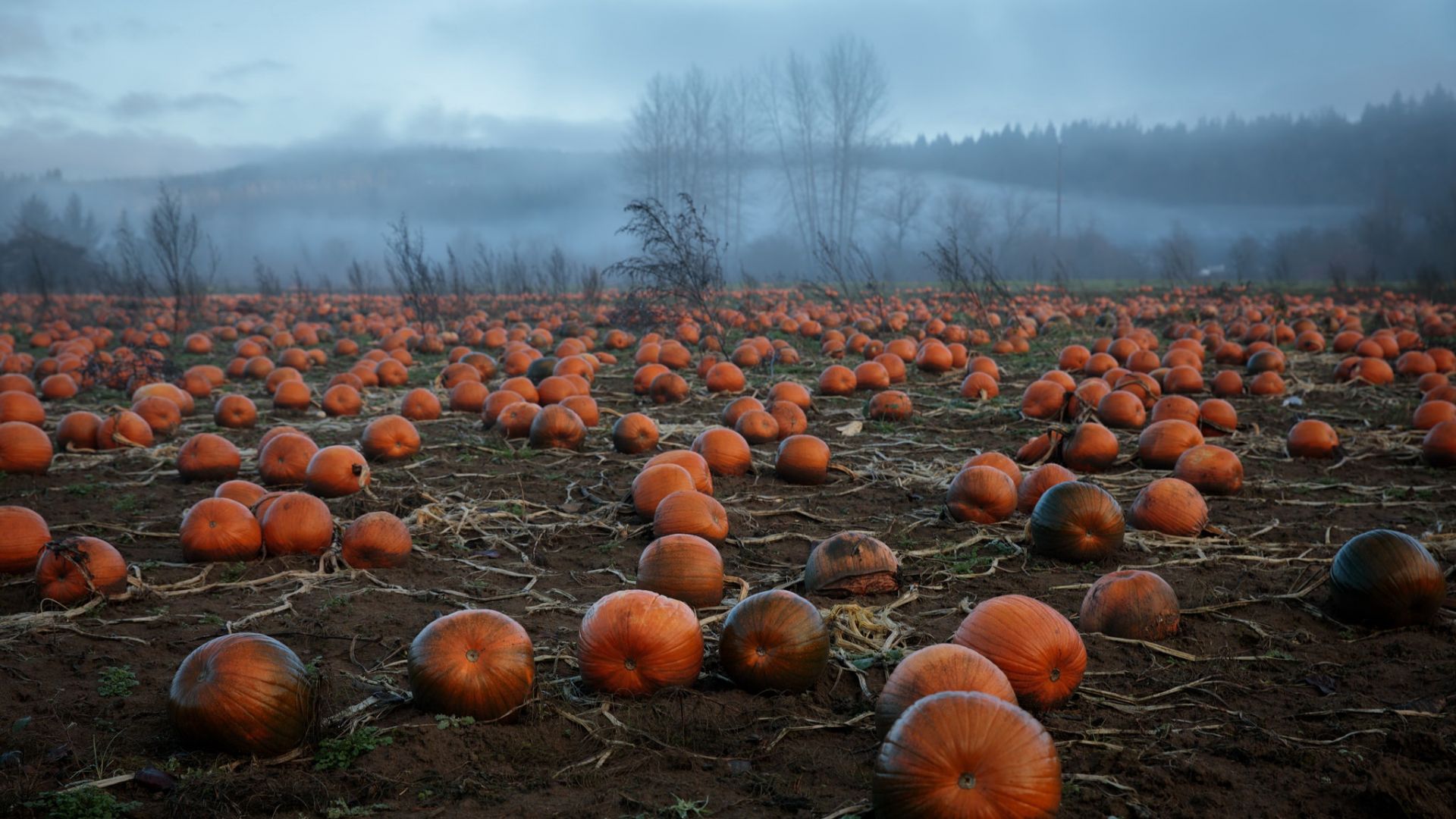 Pumpkin Patch Wallpapers