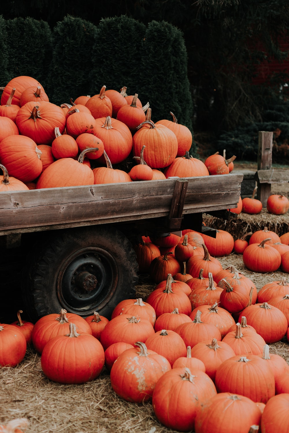 Pumpkin Patch Wallpapers