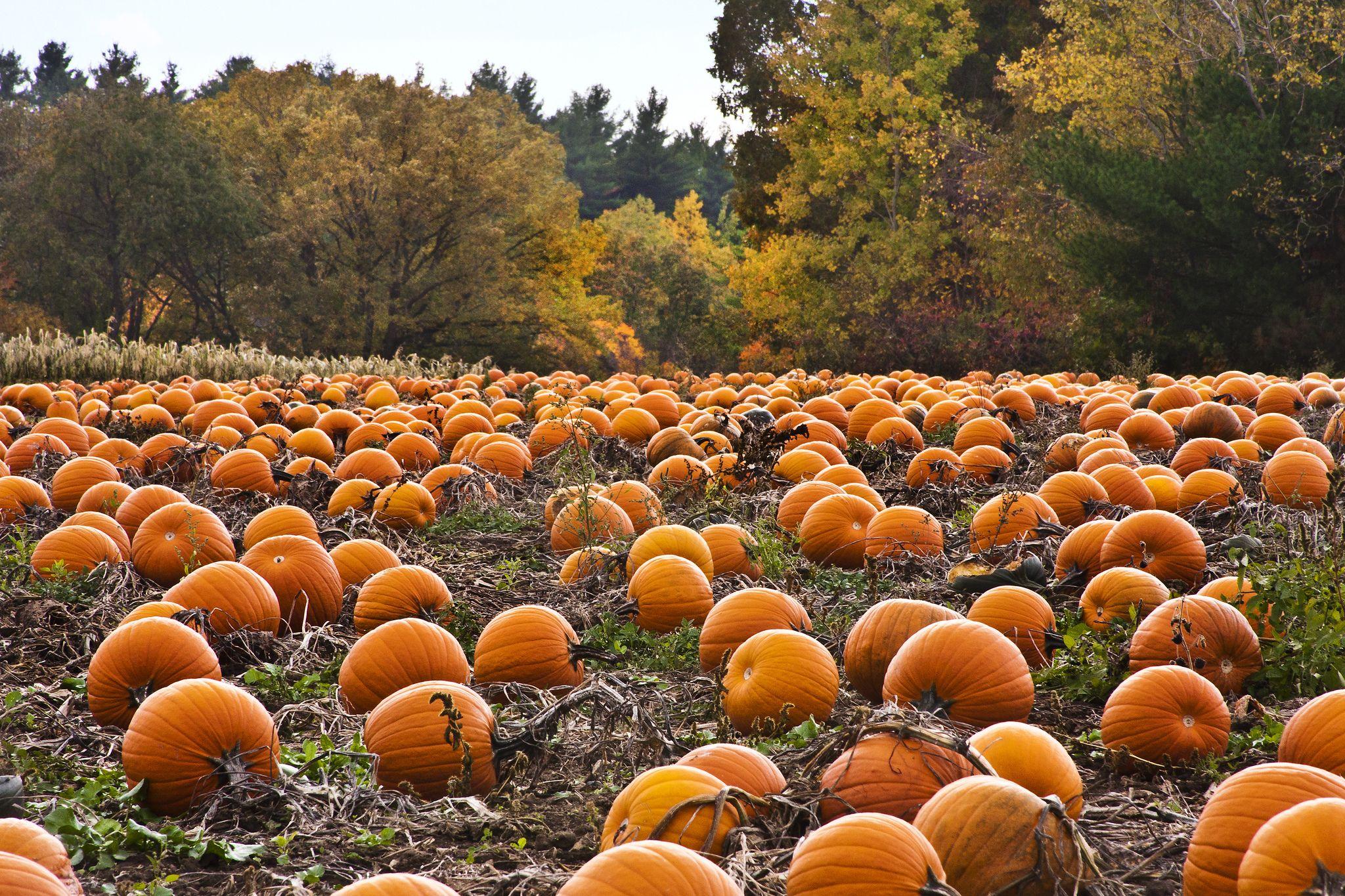 Pumpkin Patch Wallpapers