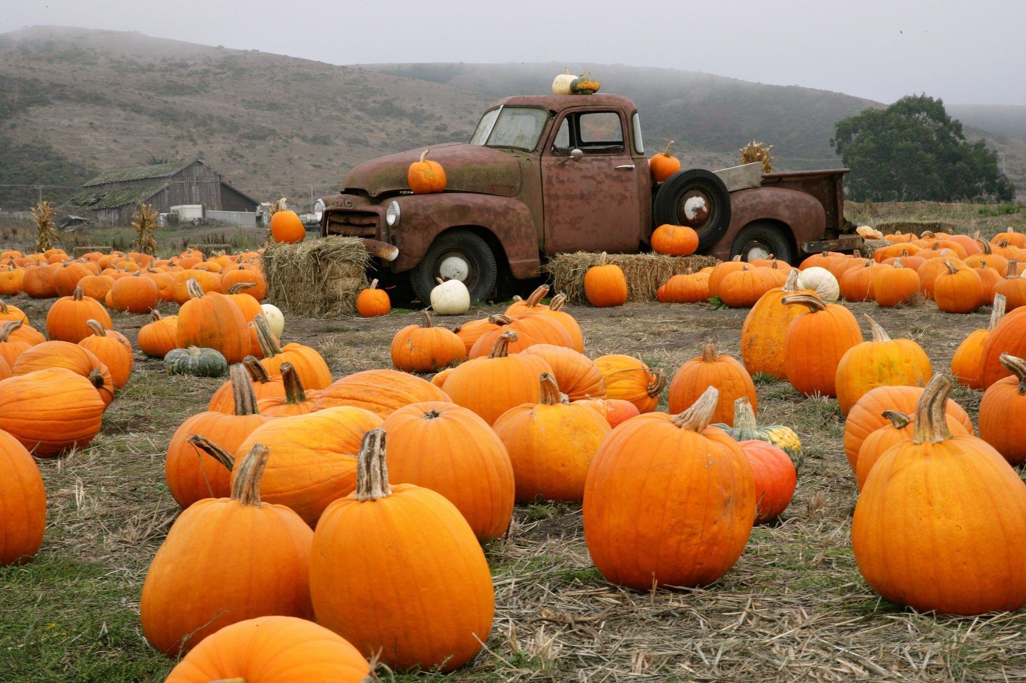 Pumpkin Patch Wallpapers