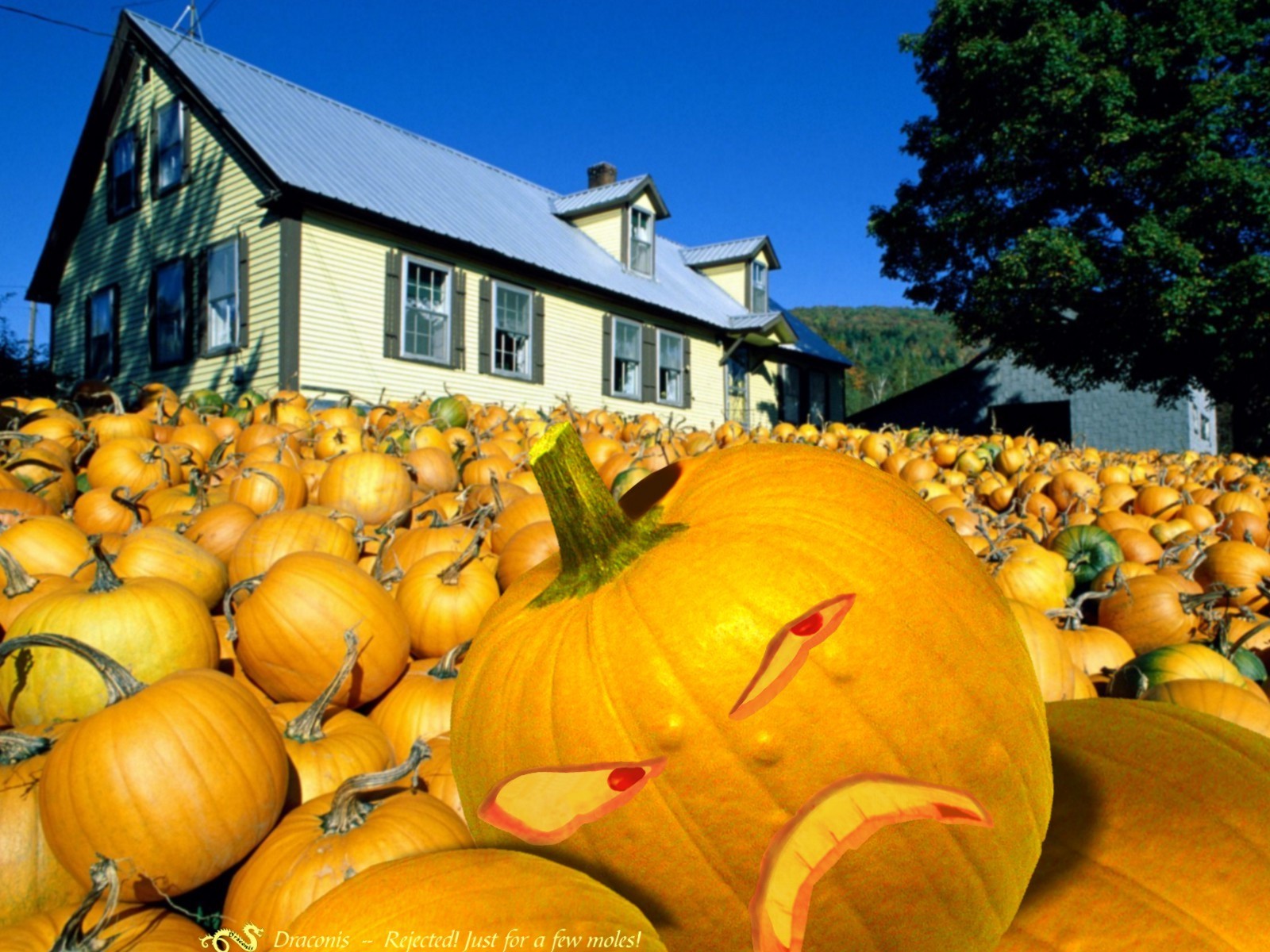 Pumpkin Patch Wallpapers