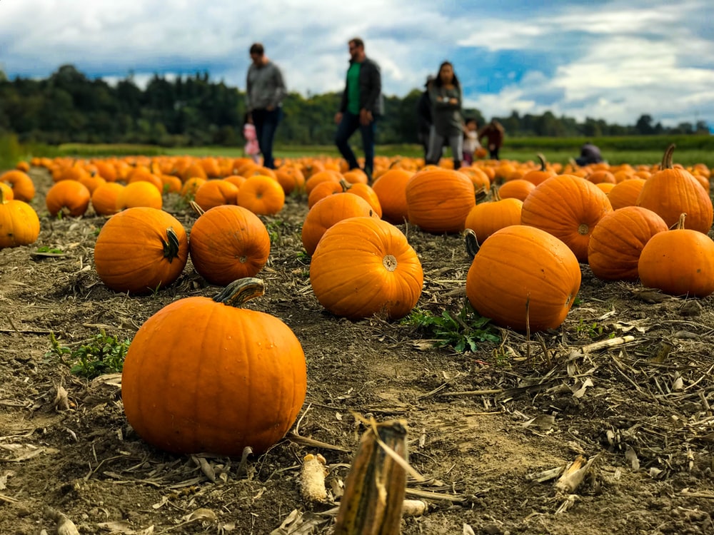 Pumpkin Patch Wallpapers