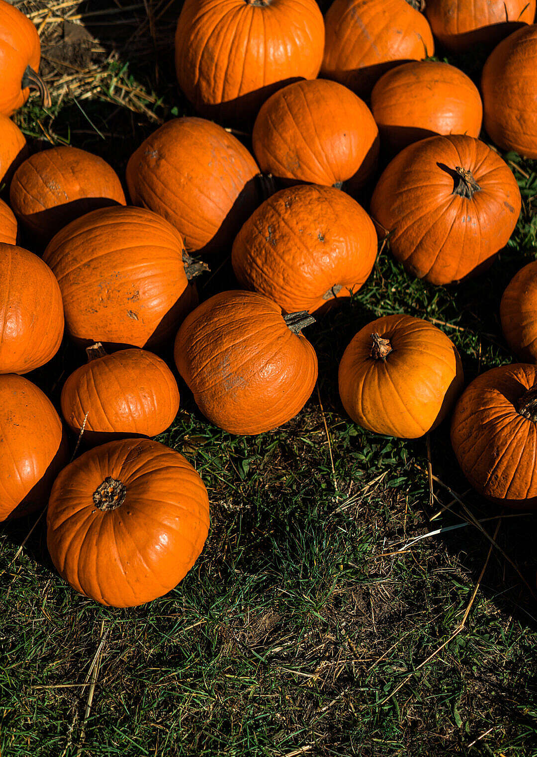 Pumpkin Patch Wallpapers