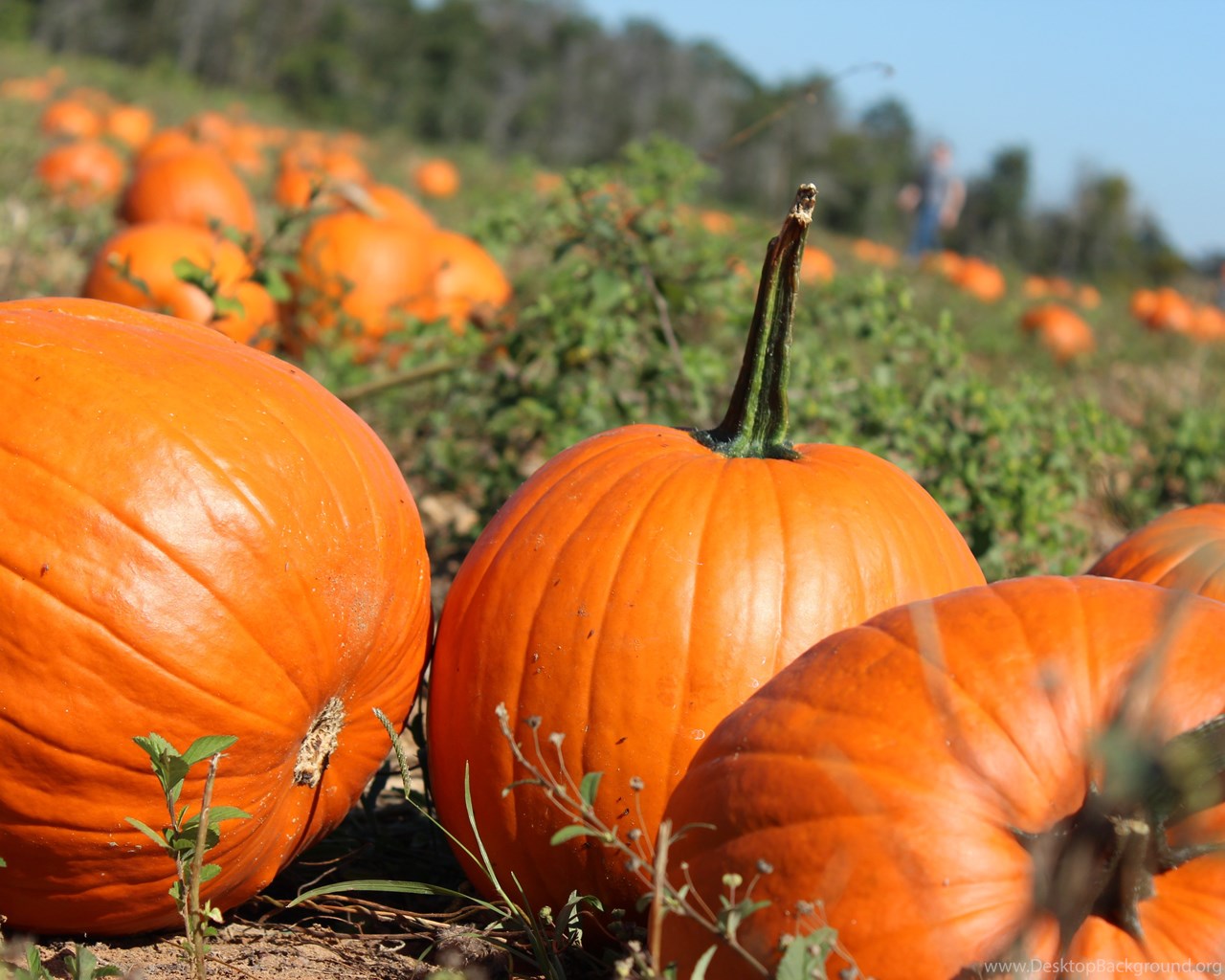 Pumpkin Patch Wallpapers