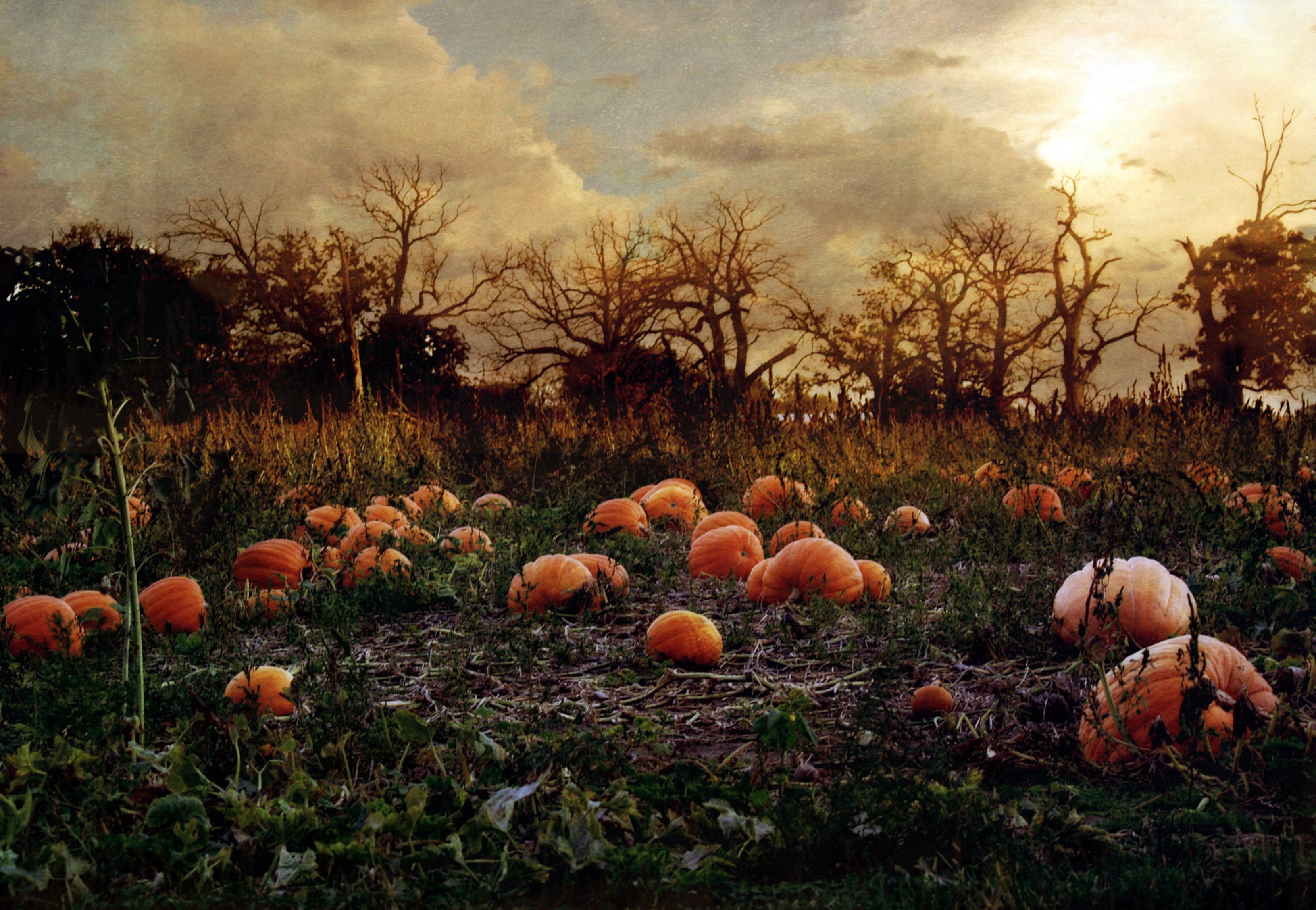 Pumpkin Patch Wallpapers