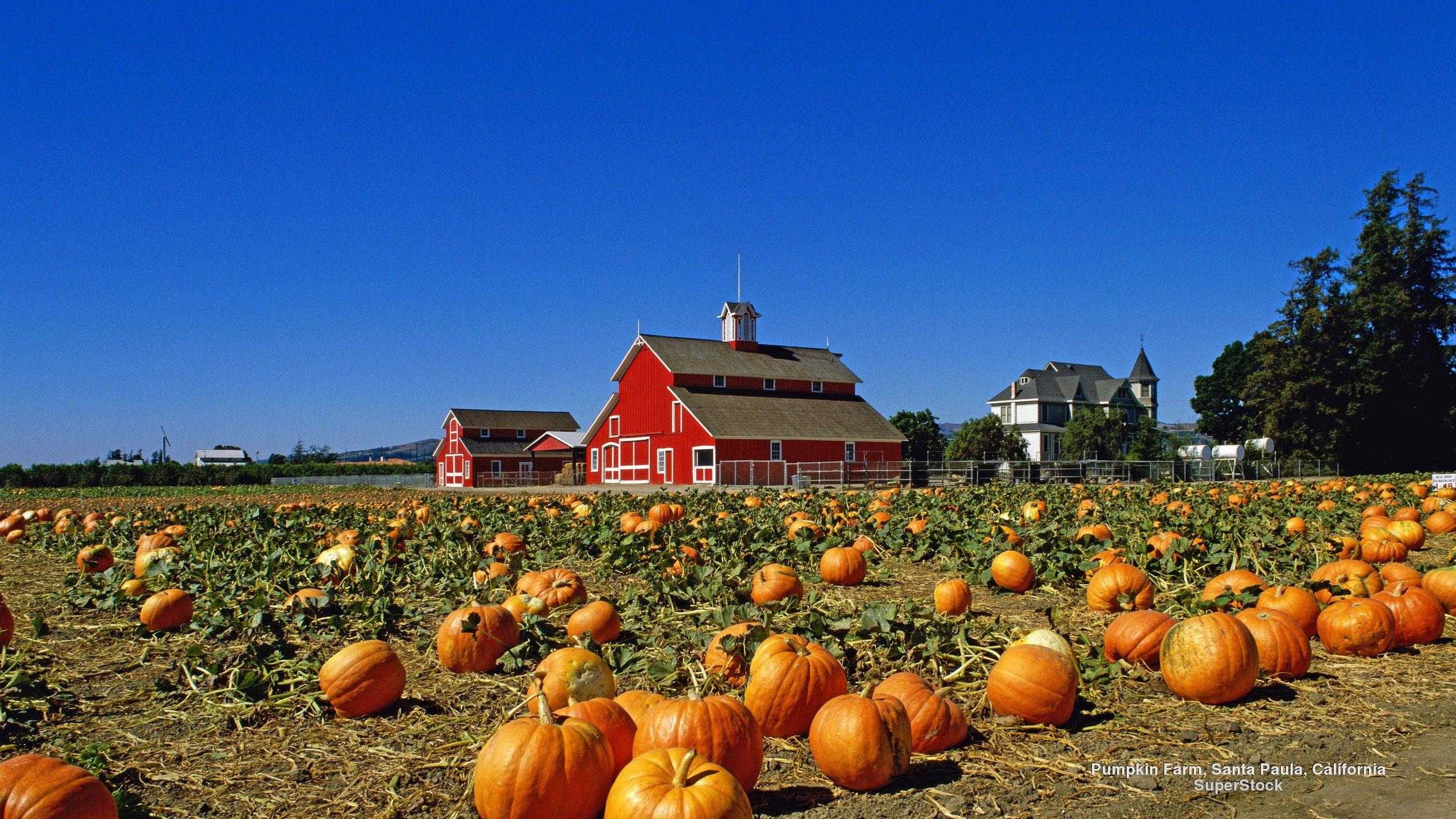 Pumpkin Patch Wallpapers