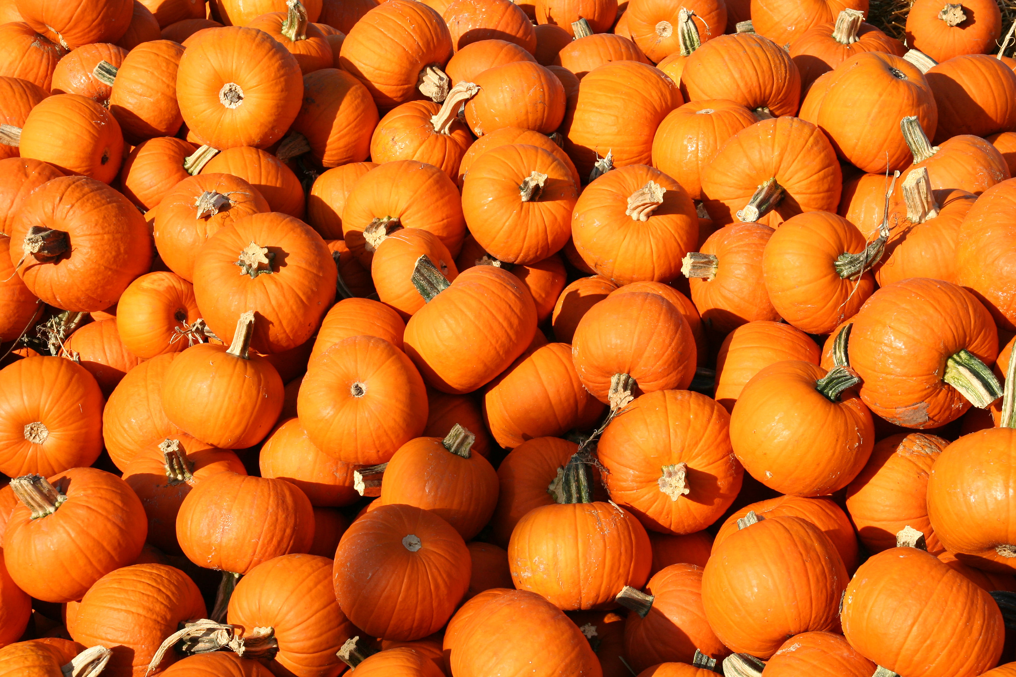 Pumpkin Wallpapers